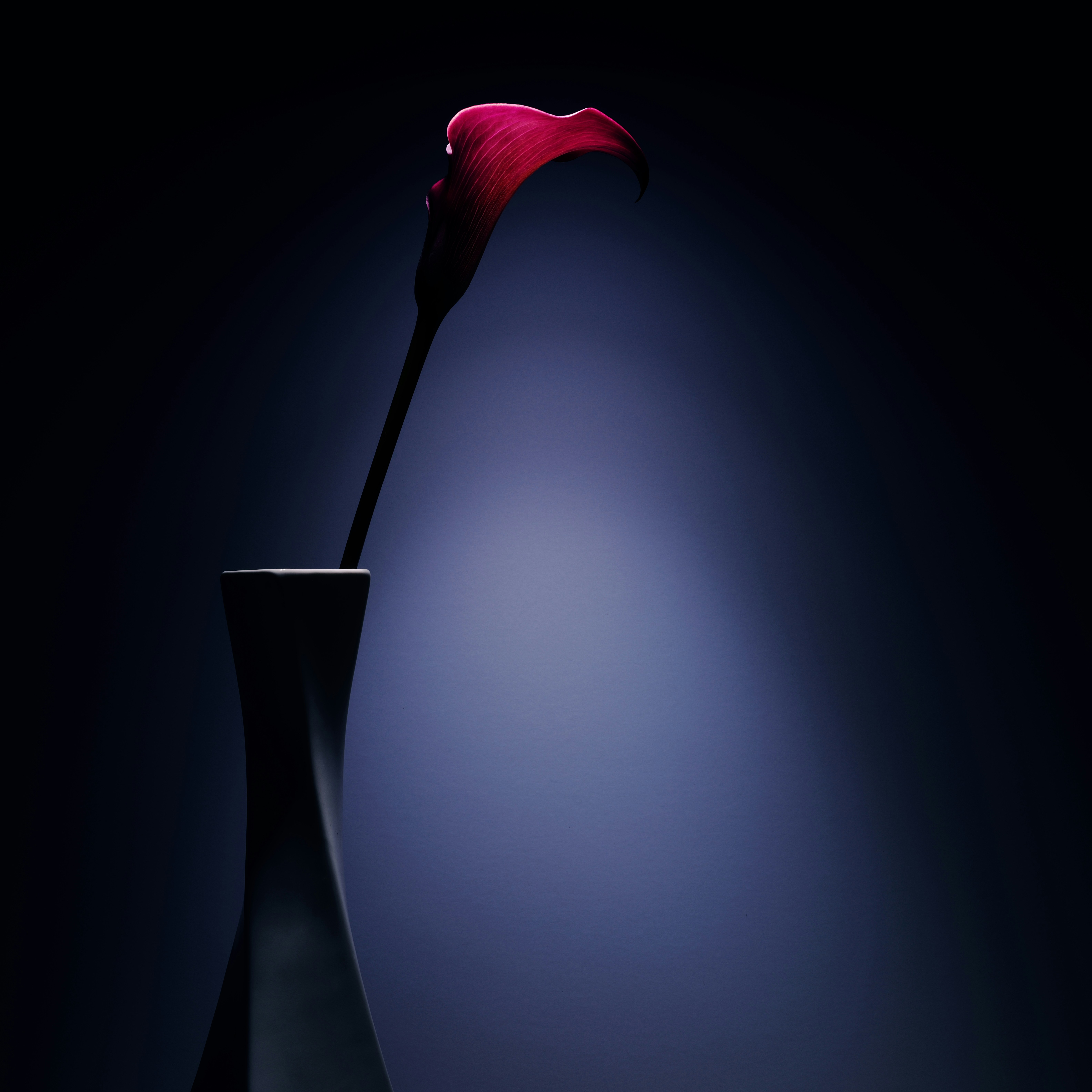 A single red calla lily in a vase