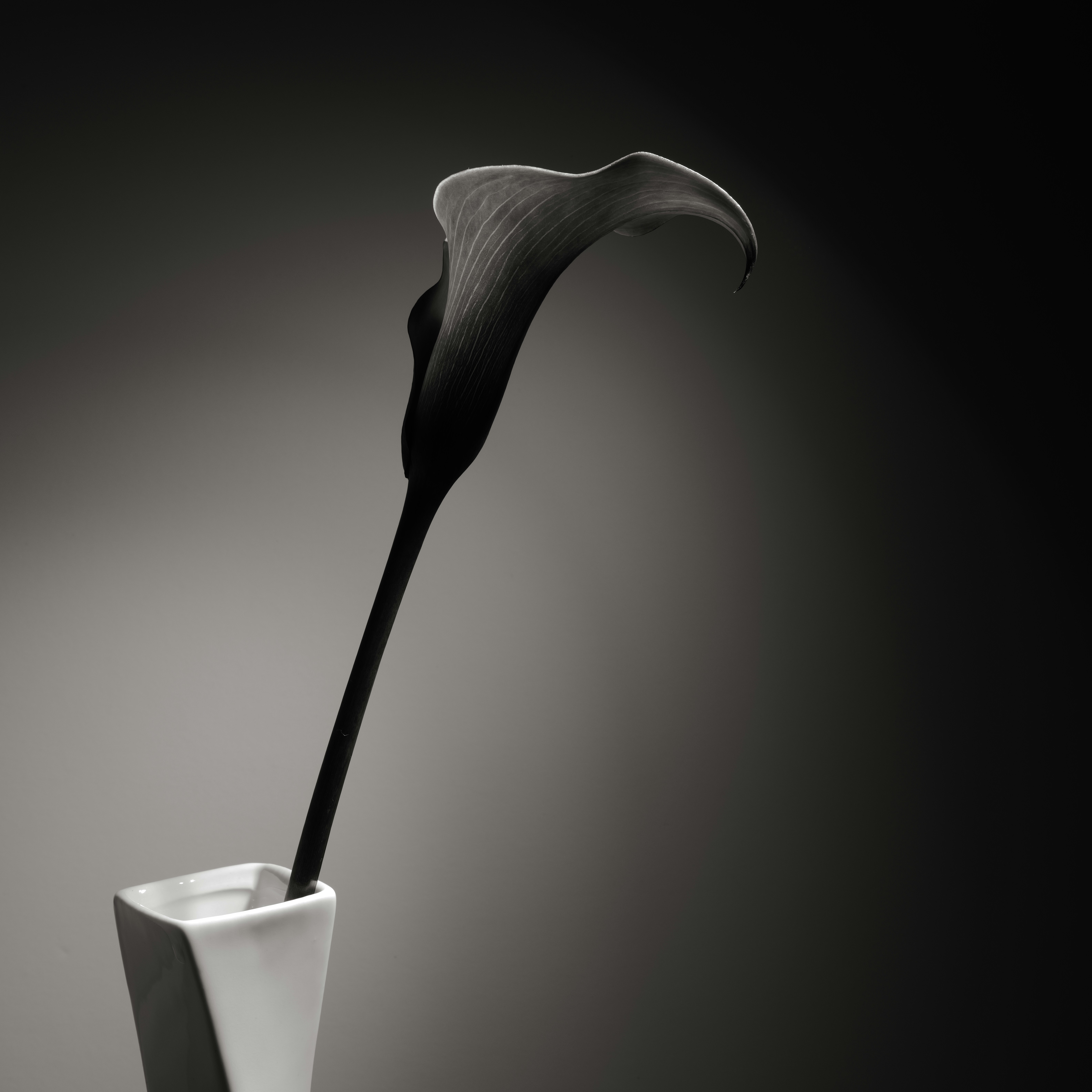 Photo by thephotochad