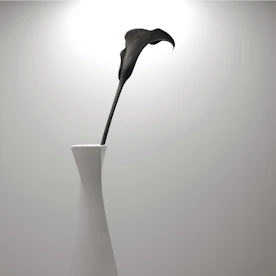 A single black calla lily in a white vase.