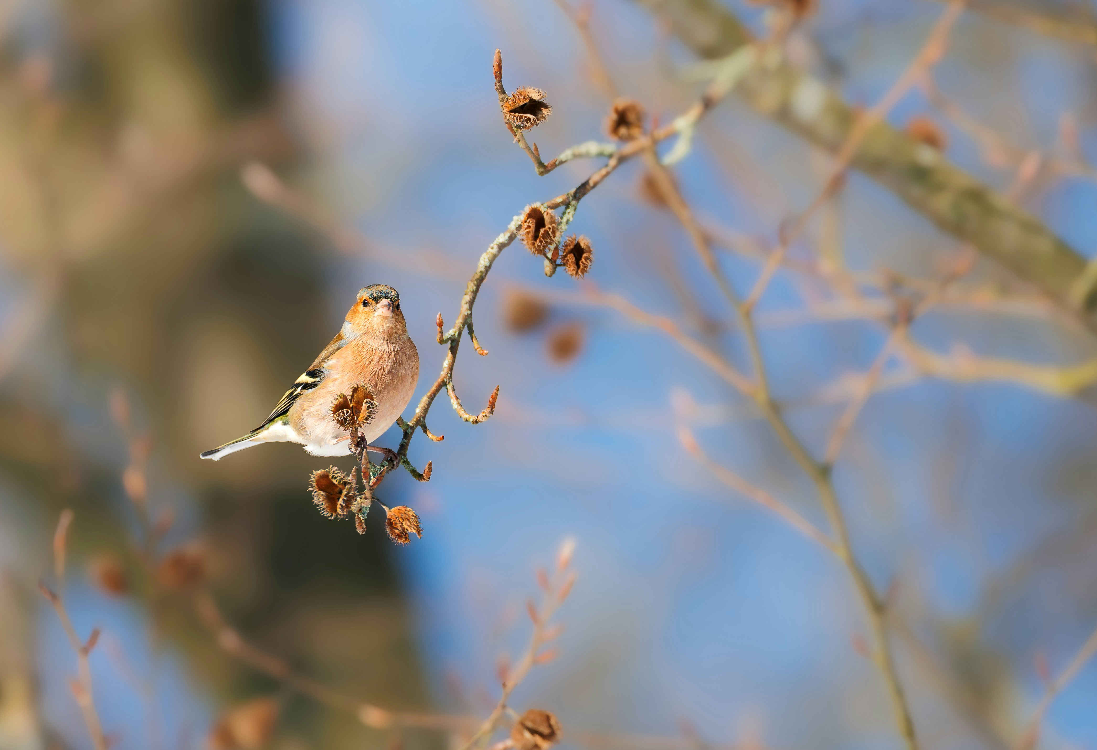 A small bird perched on a bare tree branch.