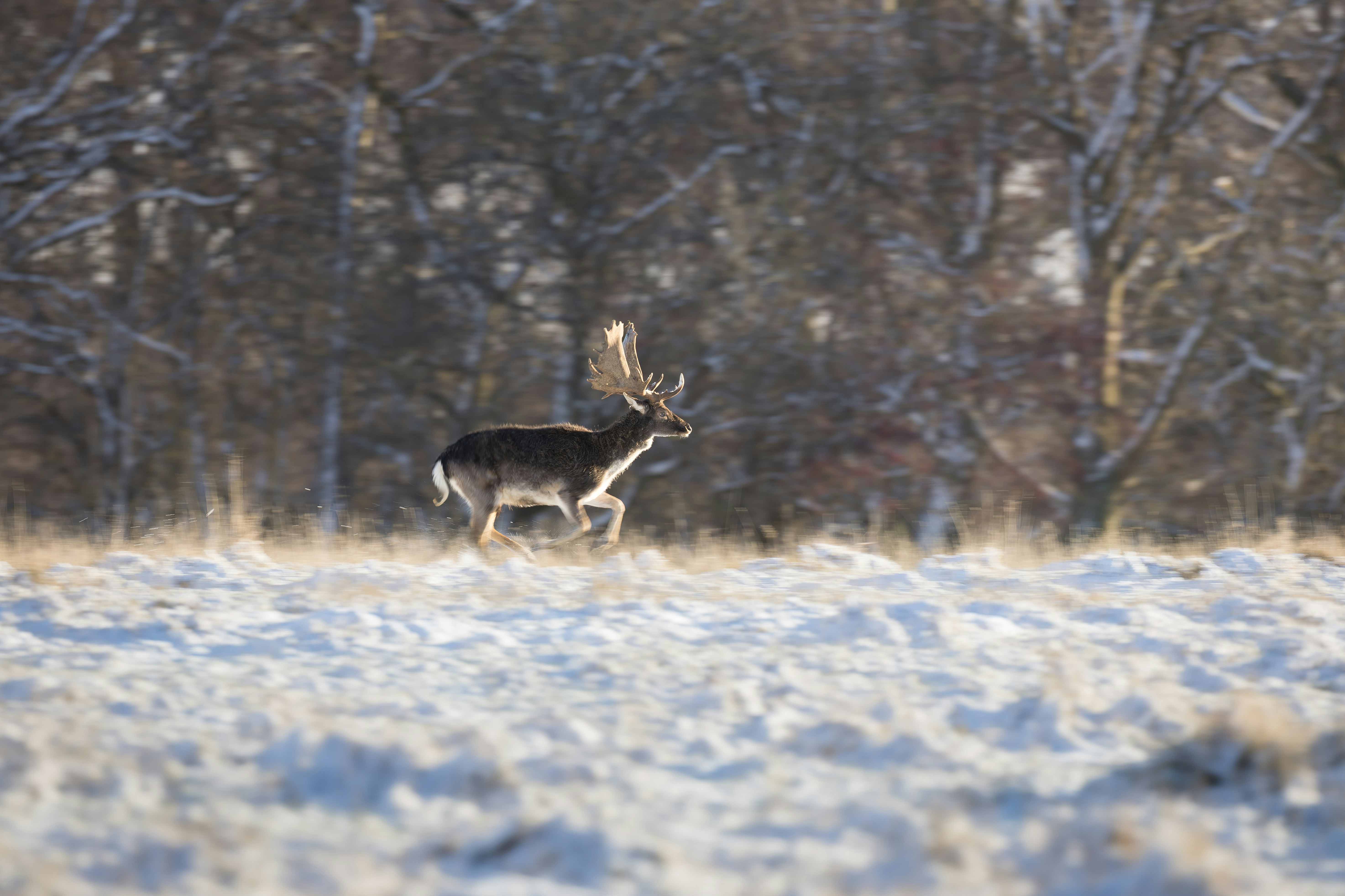 A deer with large antlers walks through a snowy field.
