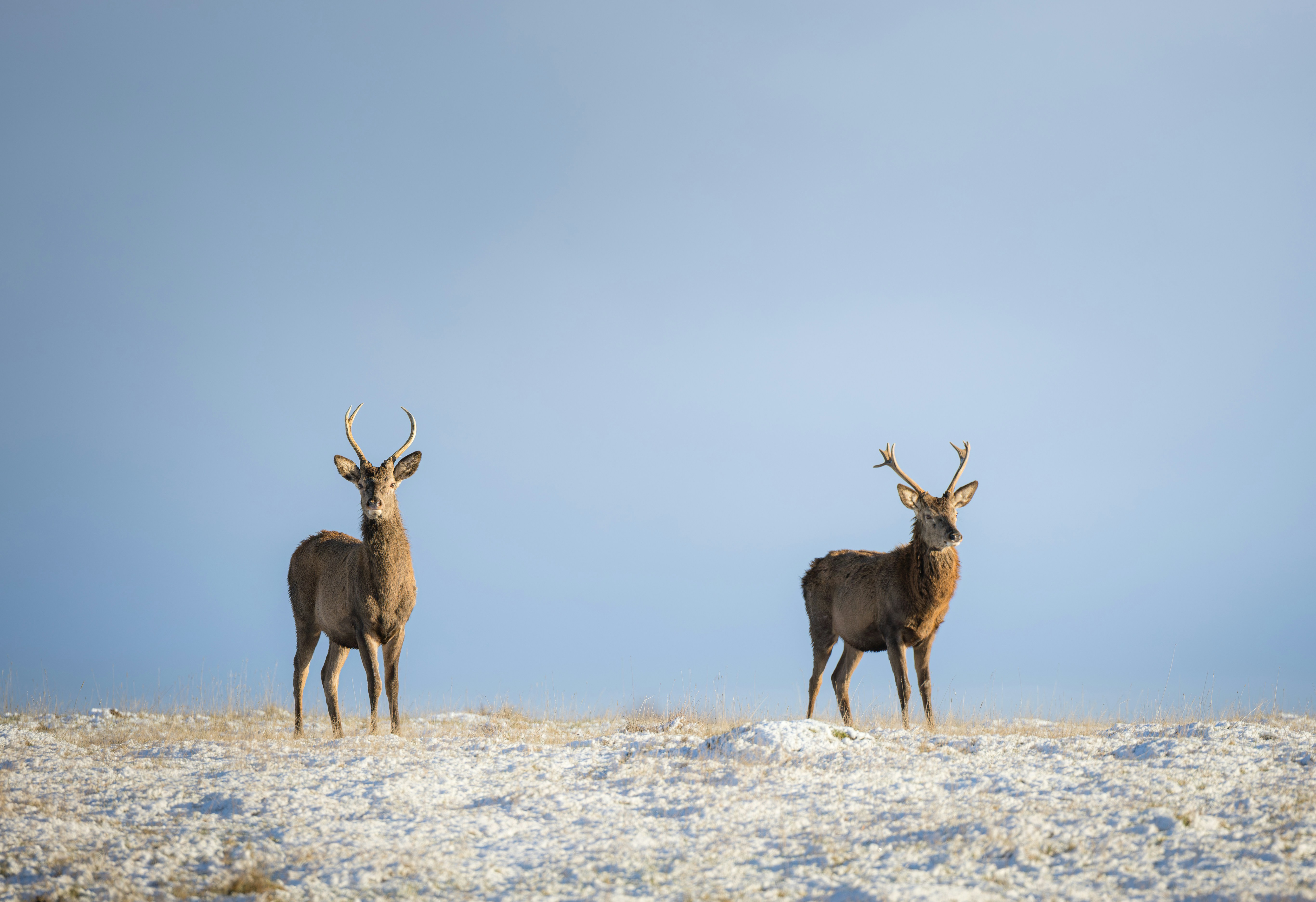 Two deer stand on a snow-covered hill with clear sky.