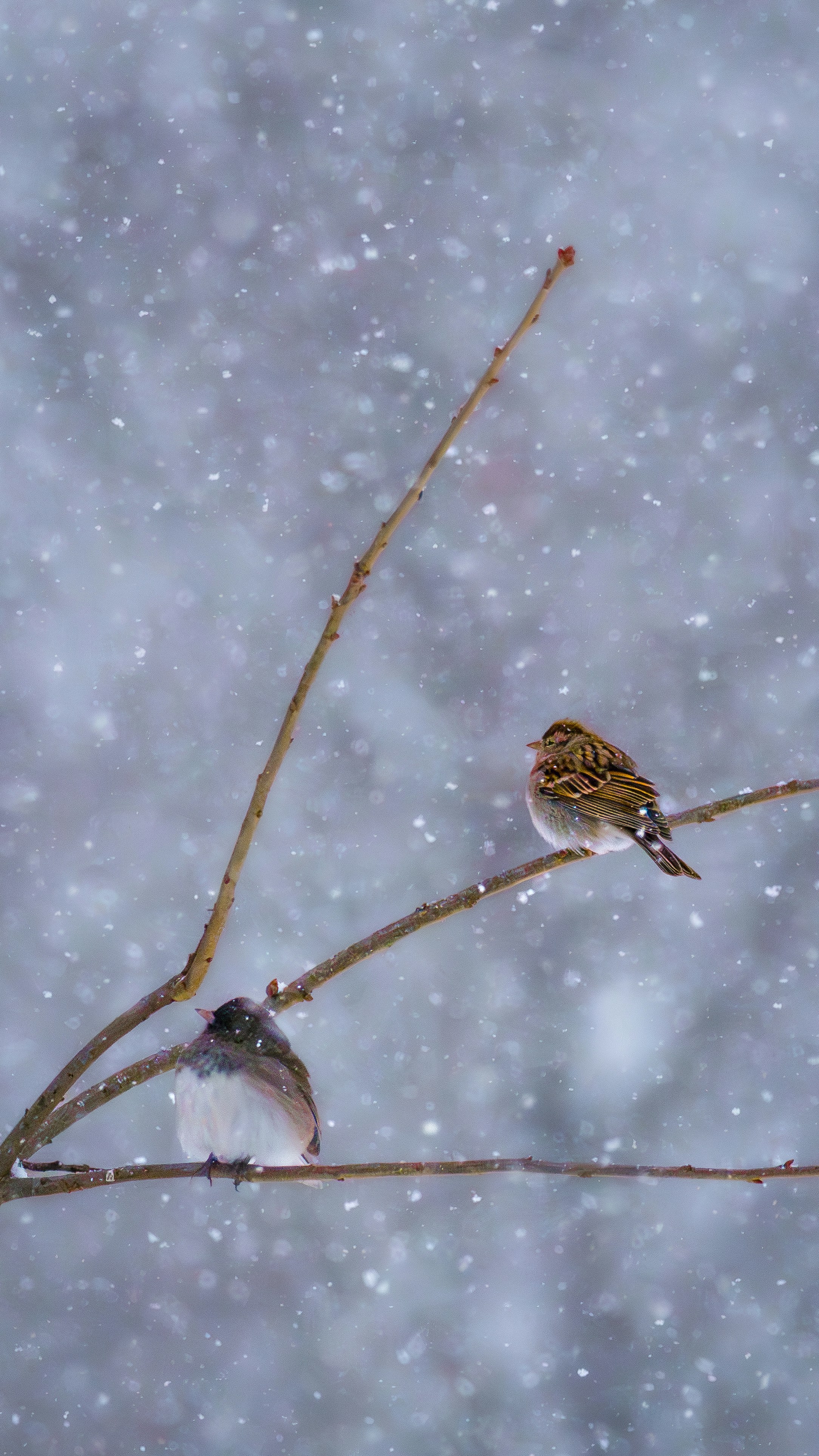 Two birds perched on a branch during snowfall