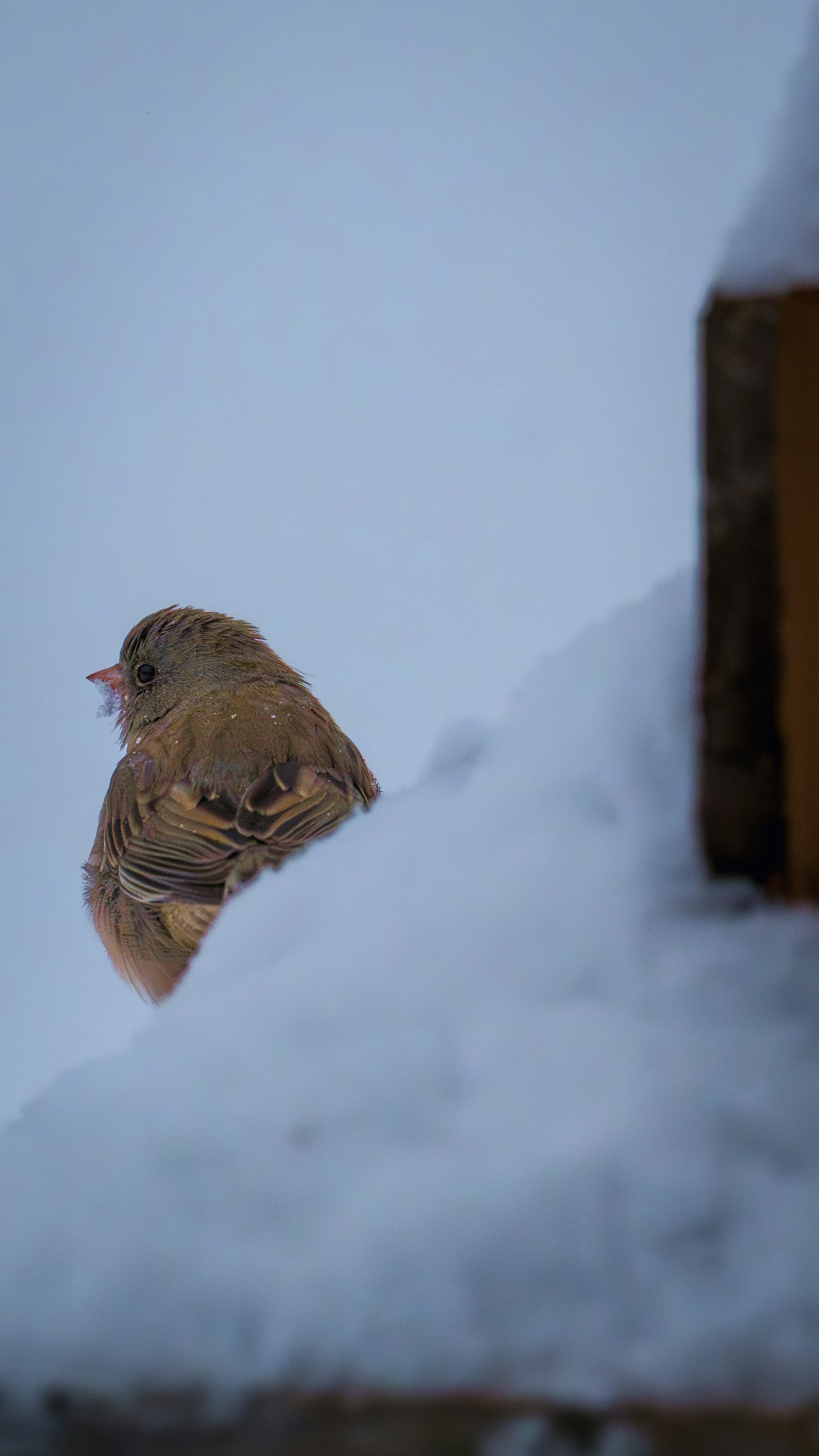 A small bird sits on a snow-covered ledge.