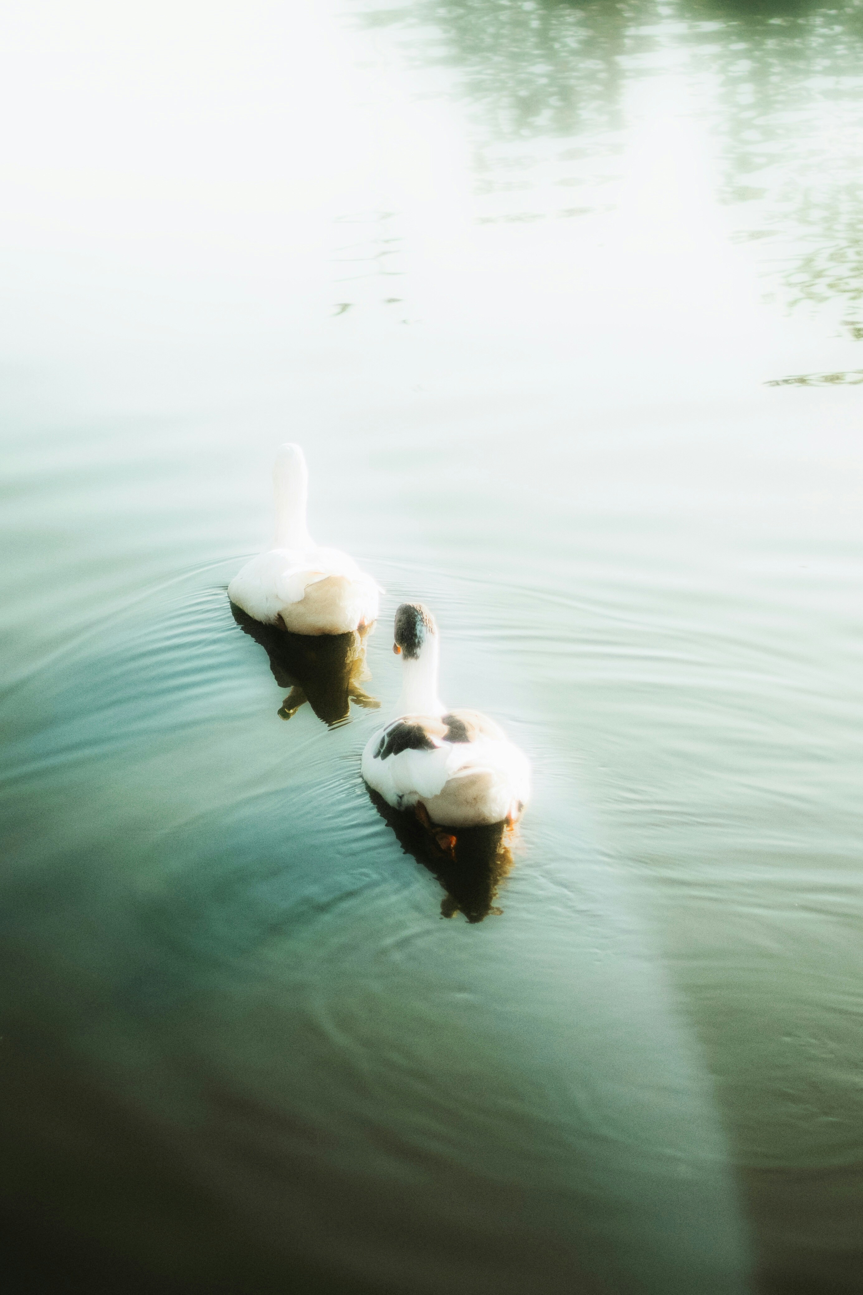 Photo by brunoabdiel