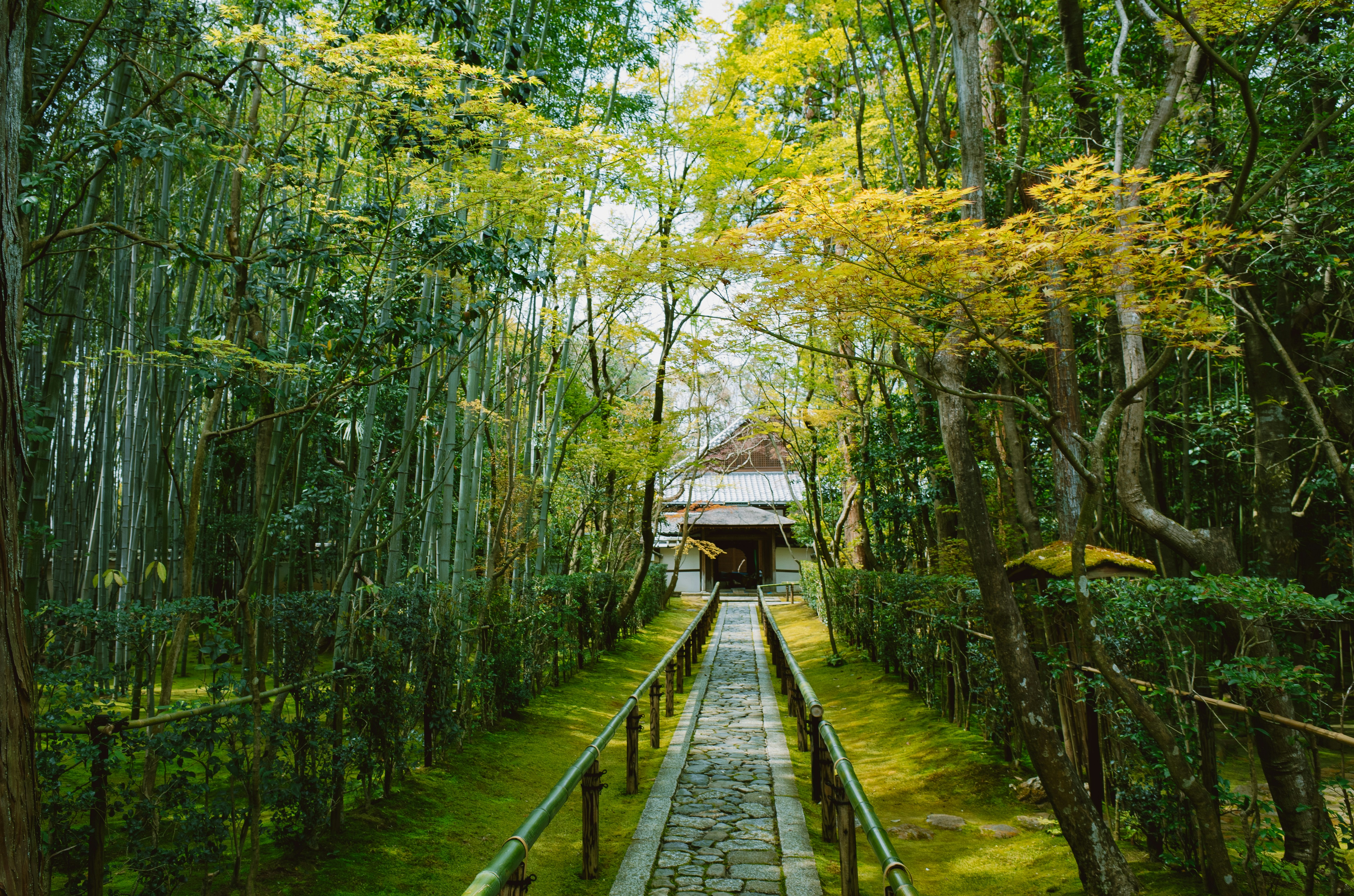 Forest bathing in Japan