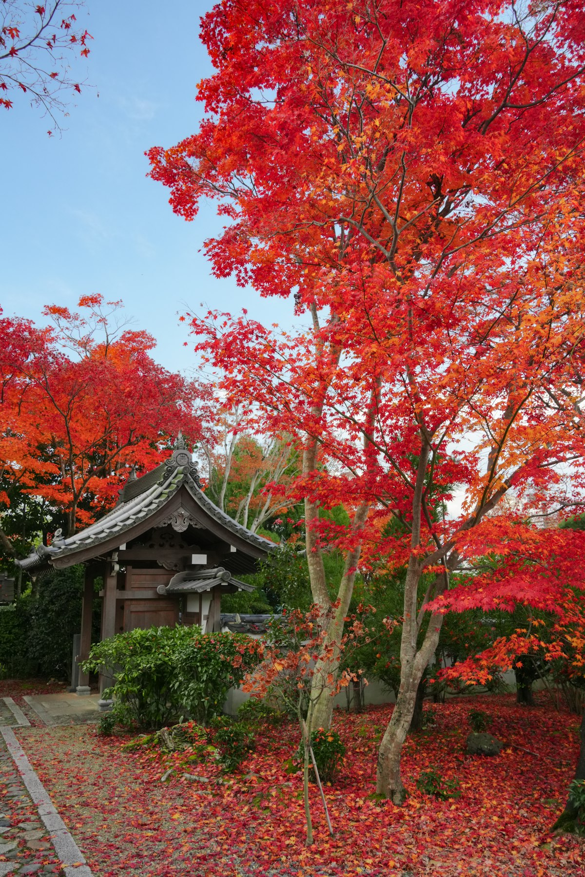 Kyoto in Autumn: Red Leaves and Quiet Temples