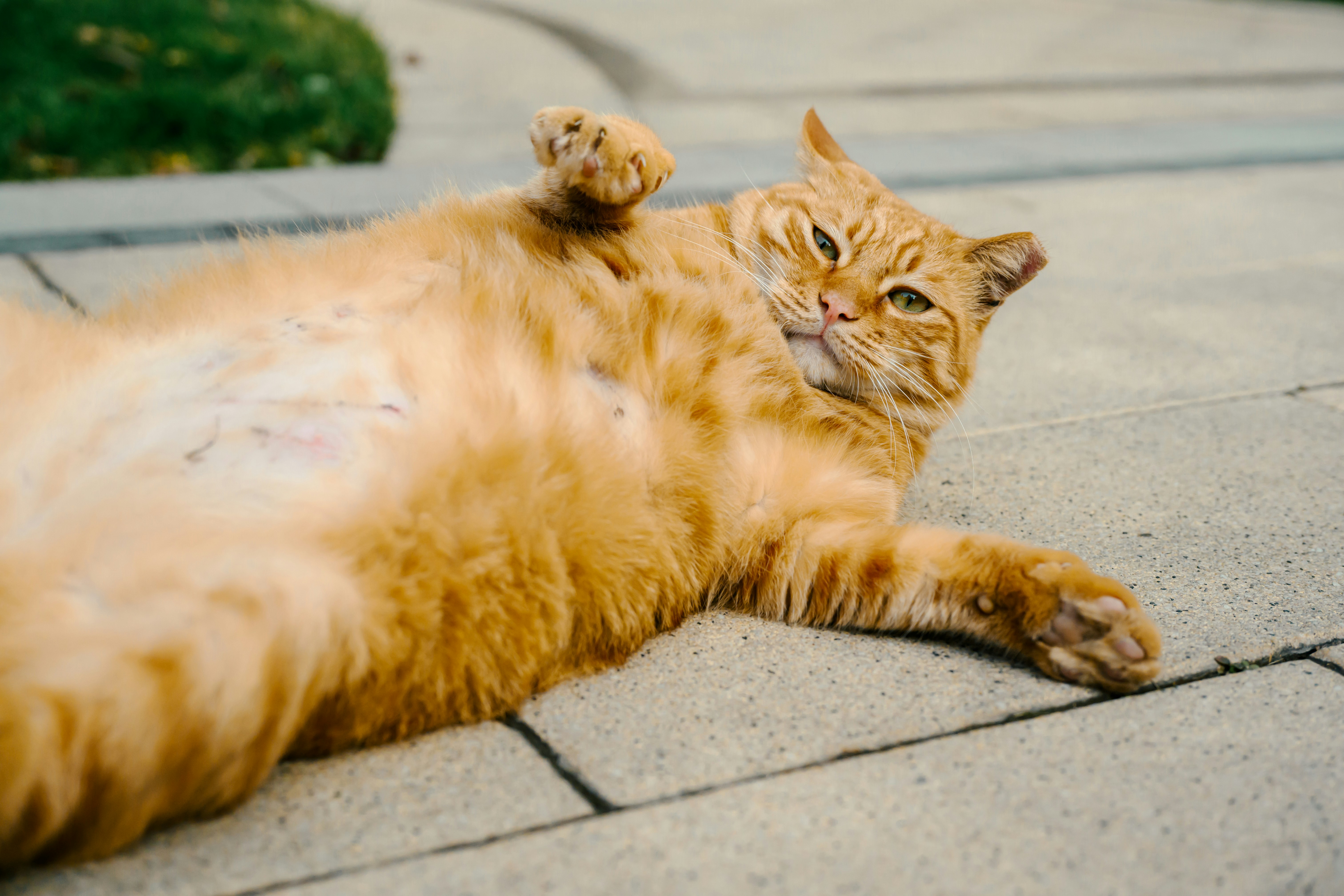 An orange cat lies on its back on pavement.
