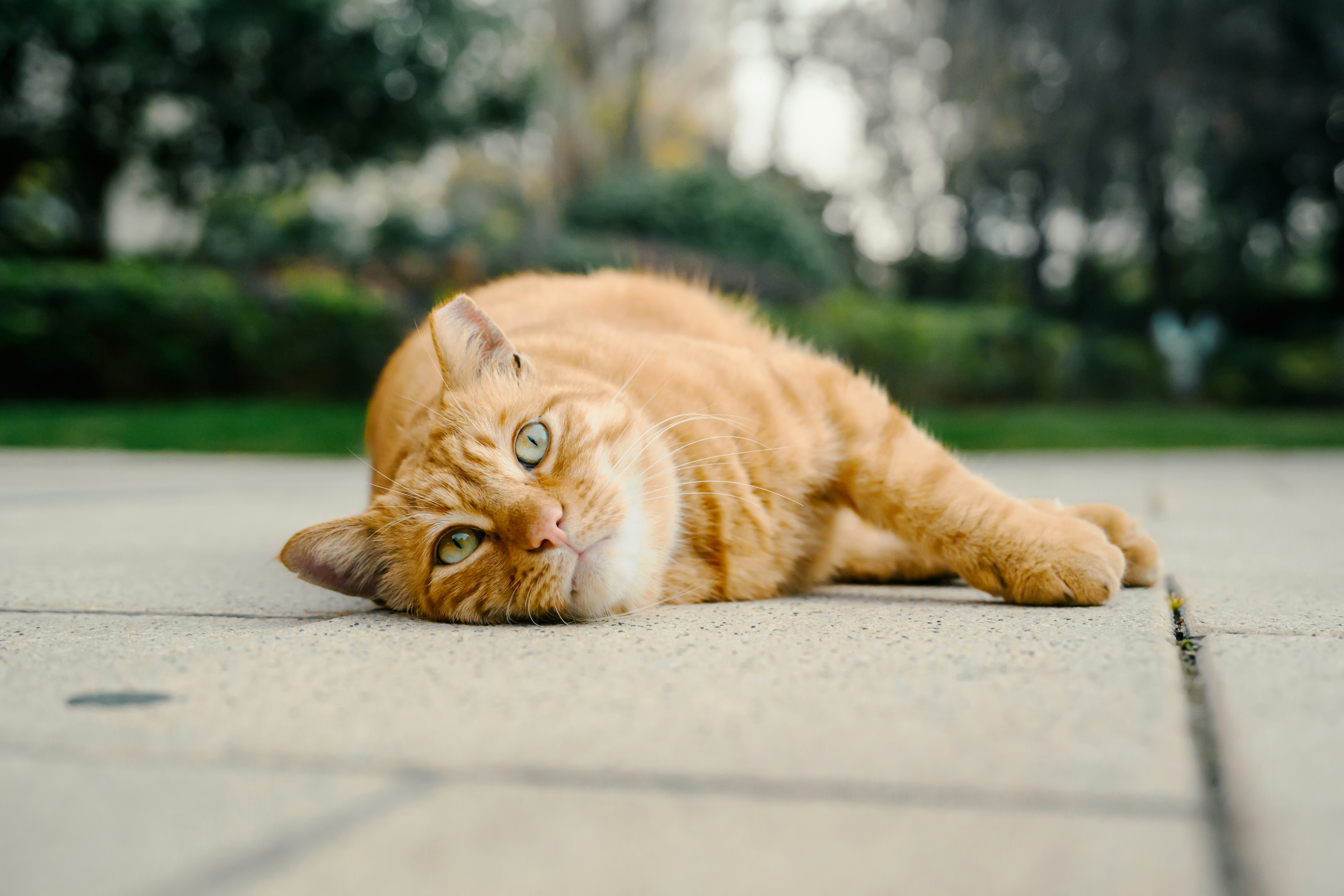 A ginger cat lies on a stone path.