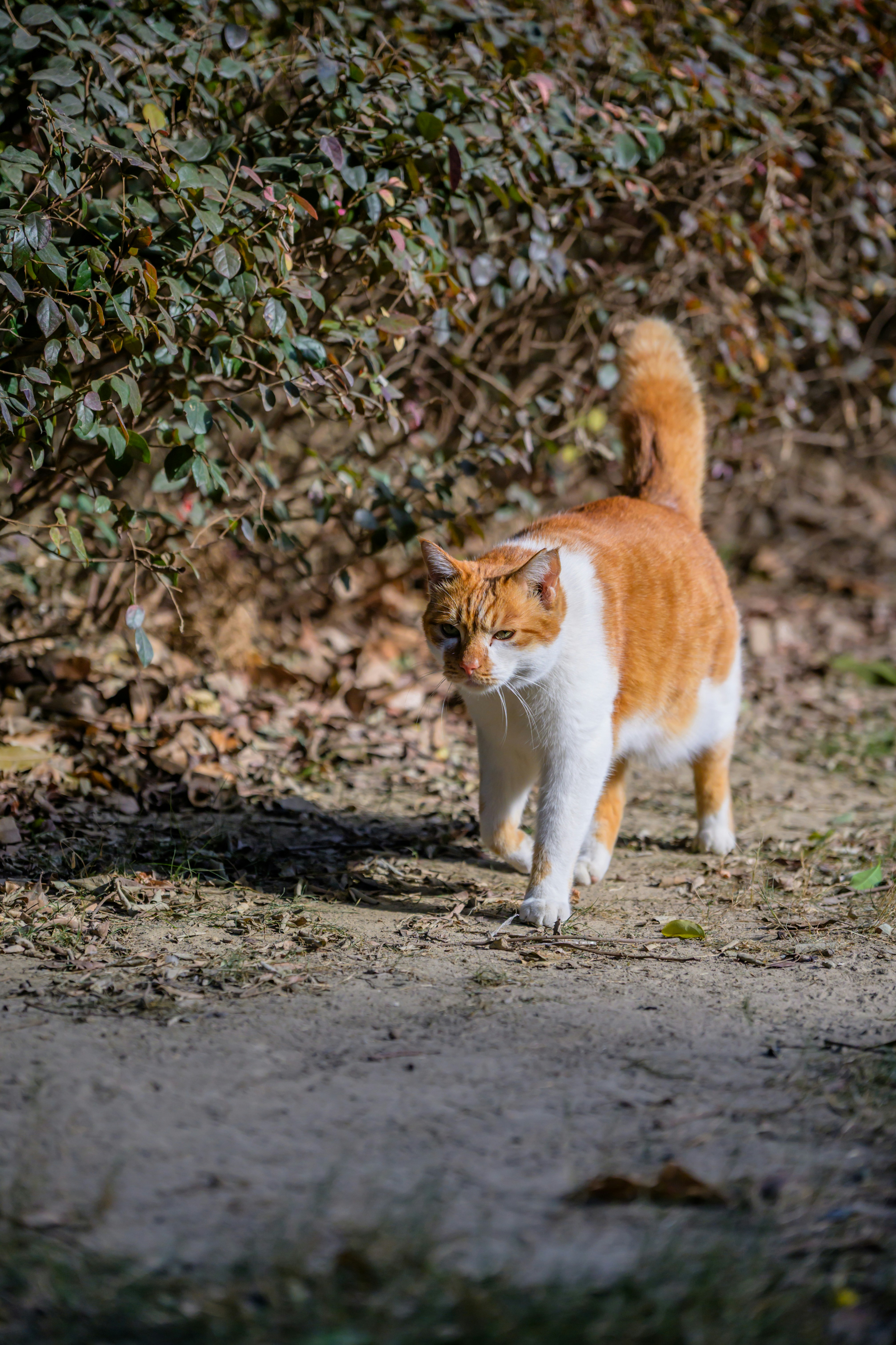 An orange and white cat walks on a dirt path.