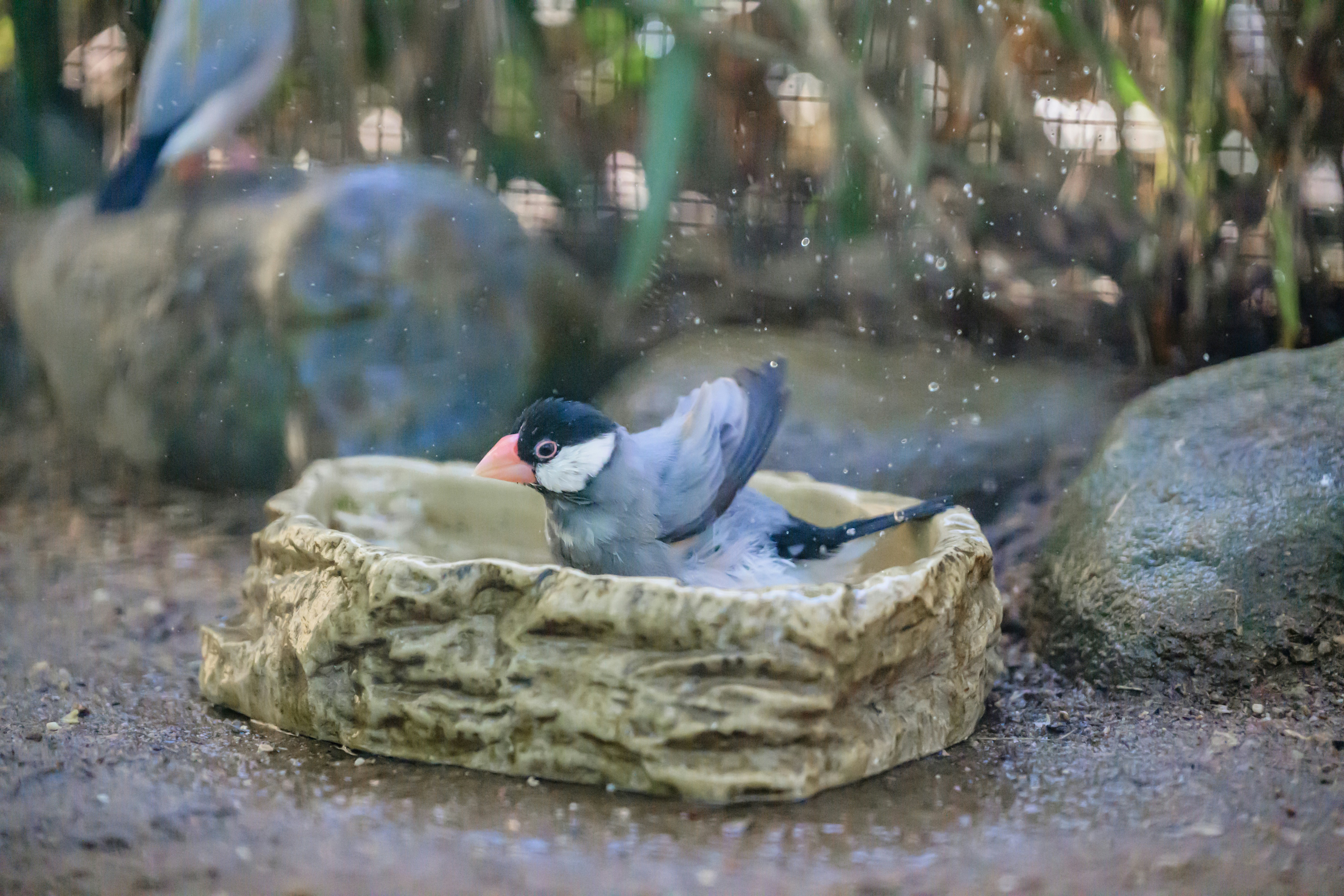 A bird splashes water in a rock basin.