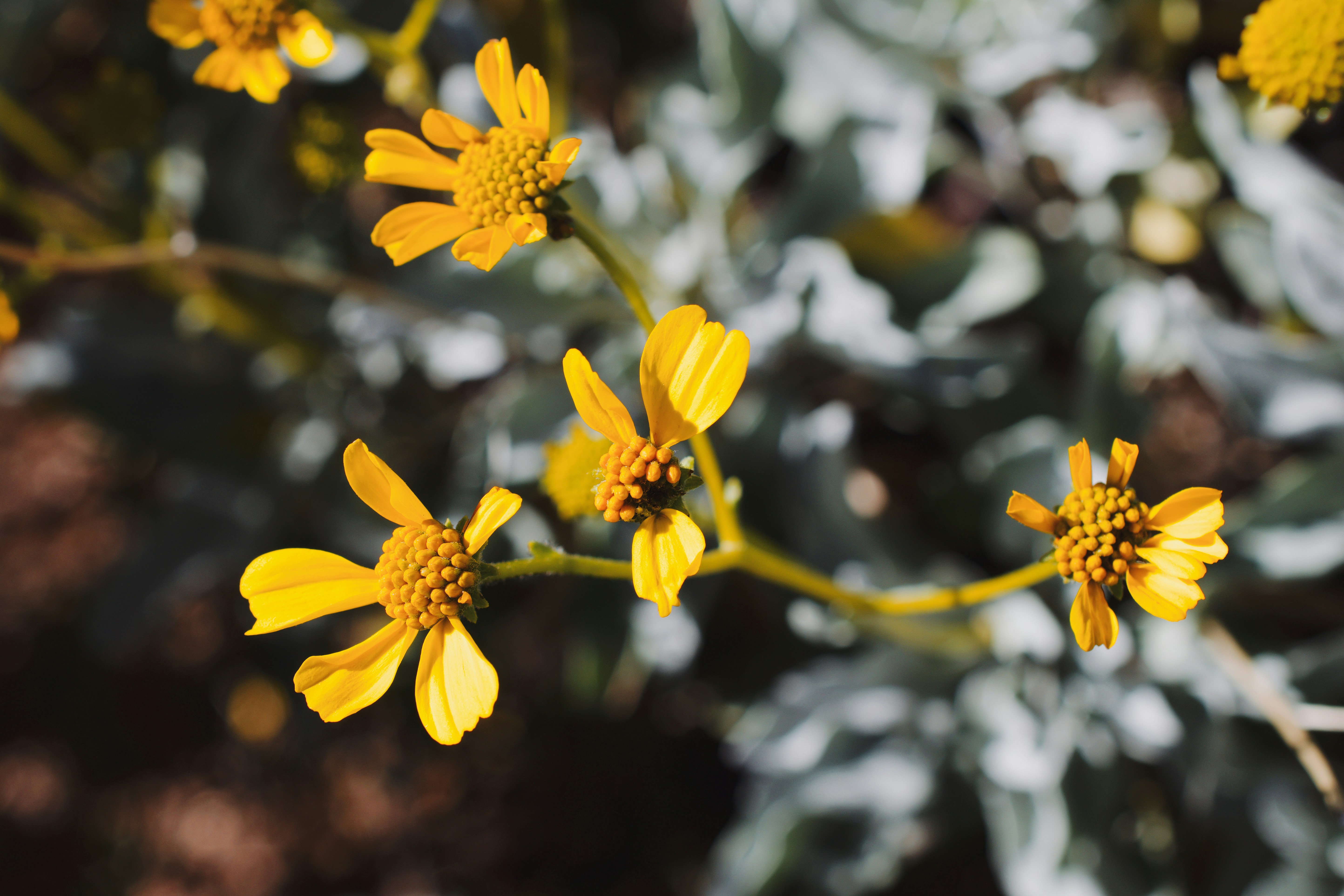 Small yellow wildflowers bloom with soft gray foliage.