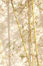 Tall bamboo stalks with delicate leaves against a wall.