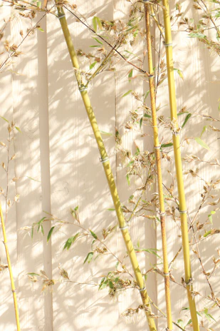 Tall bamboo stalks with delicate leaves against a wall.