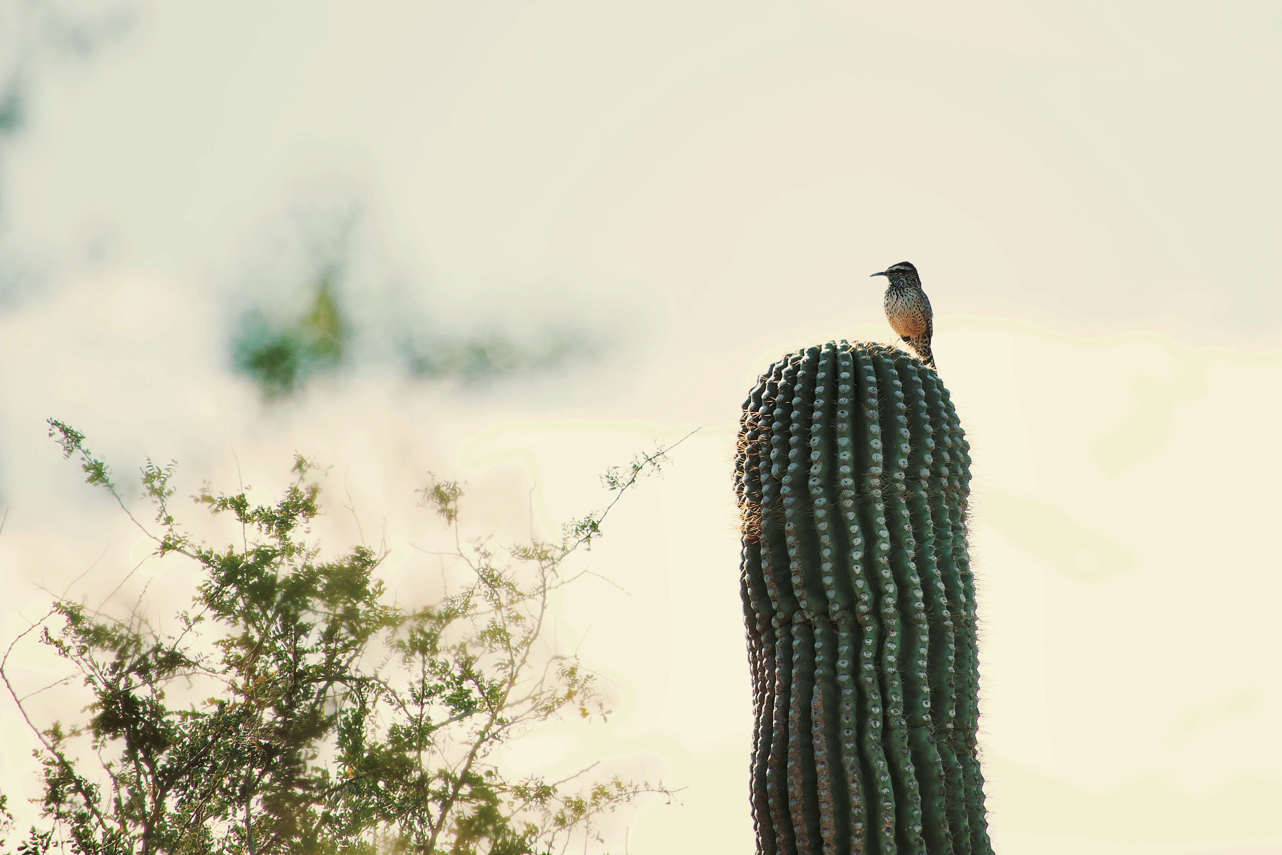 A small bird perched atop a saguaro cactus