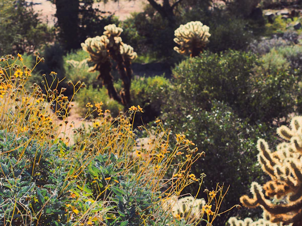 Desert bloom
