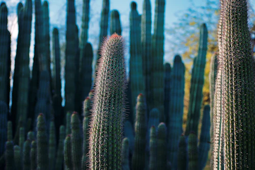 Tall cacti standing in a desert landscape