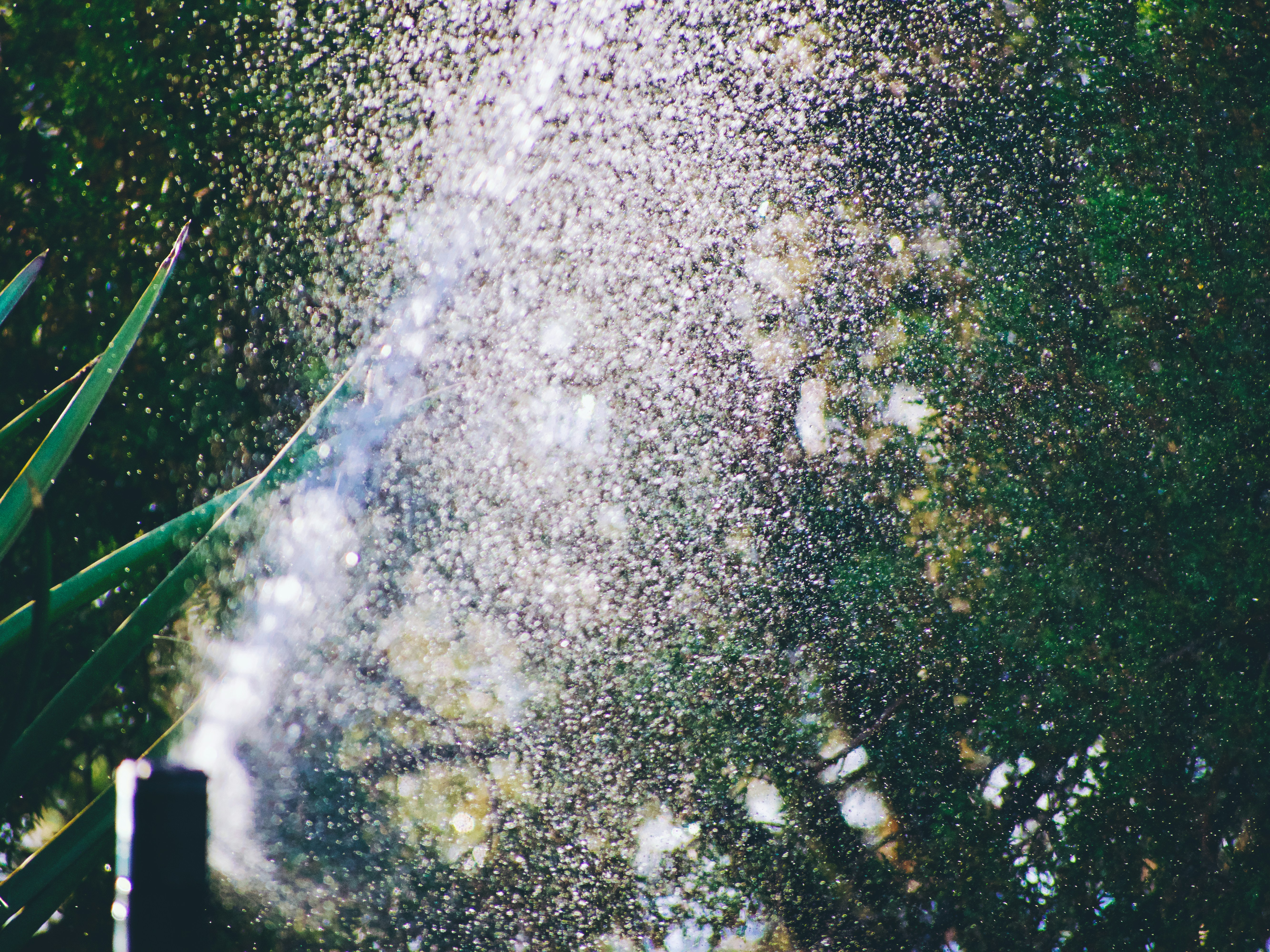Agua salpicando en el aire con follaje verde