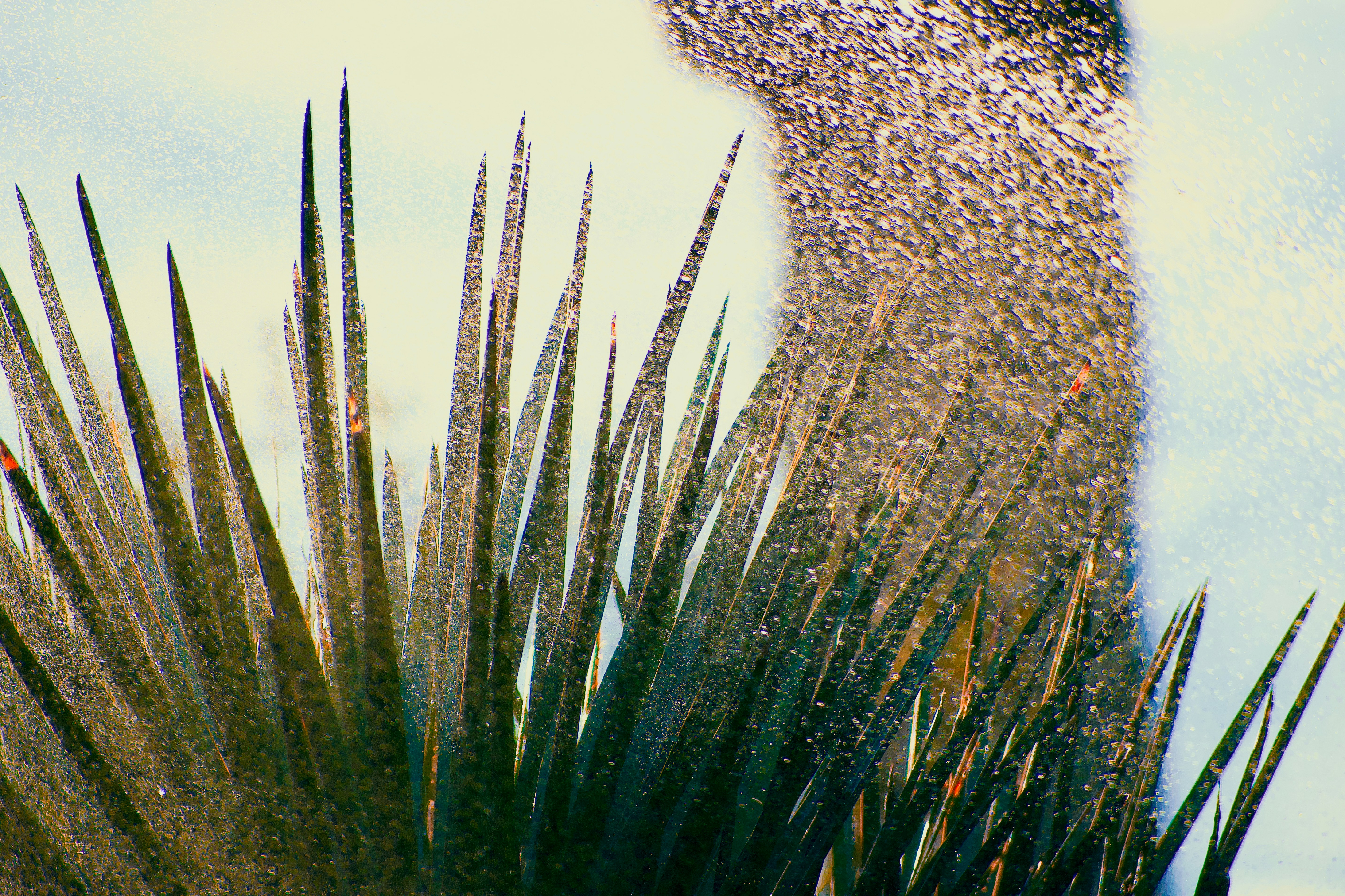 Primer plano de hojas puntiagudas y puntiagudas delante de un fondo borroso.