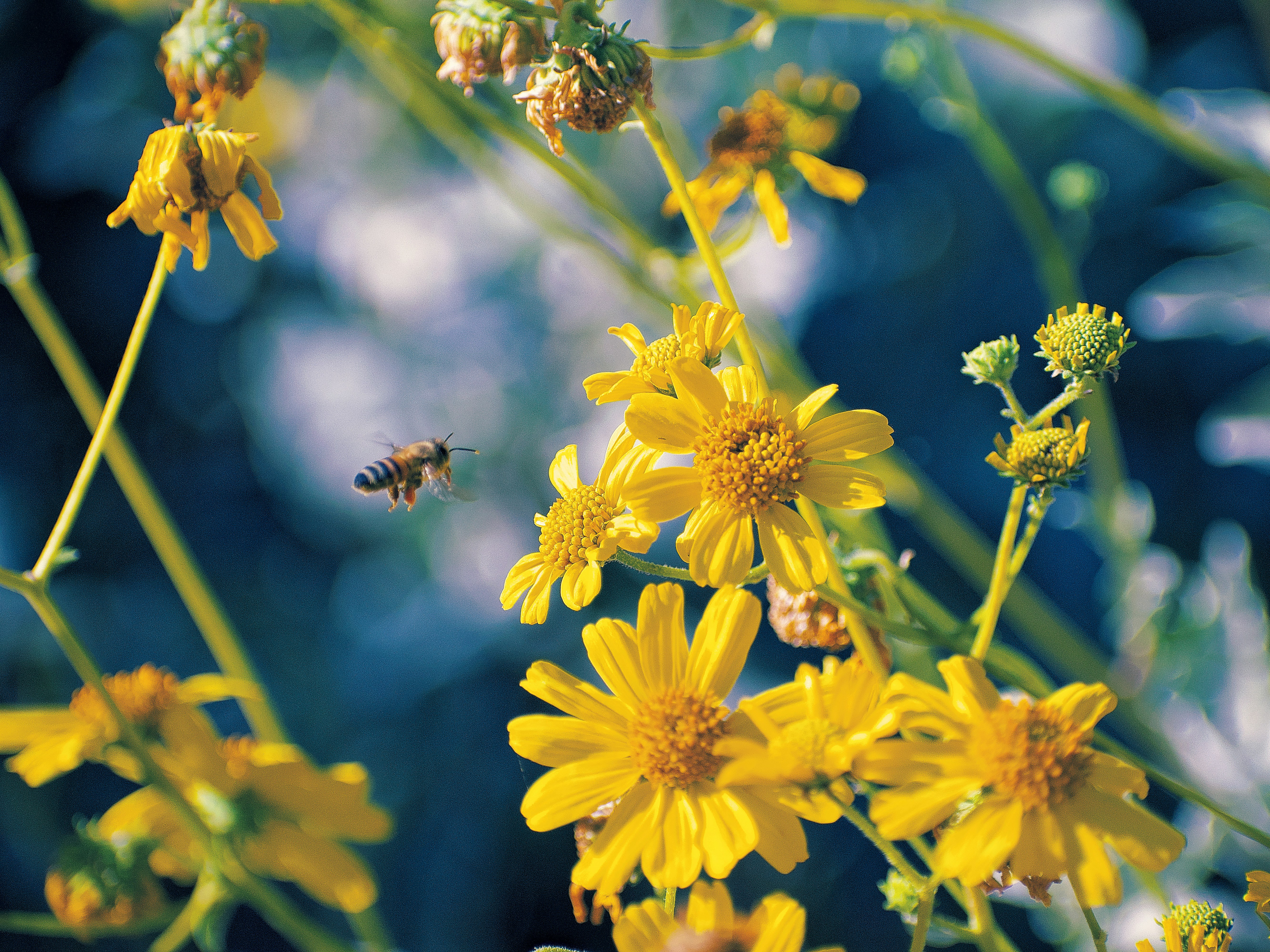A bee flies near yellow wildflowers in bloom.