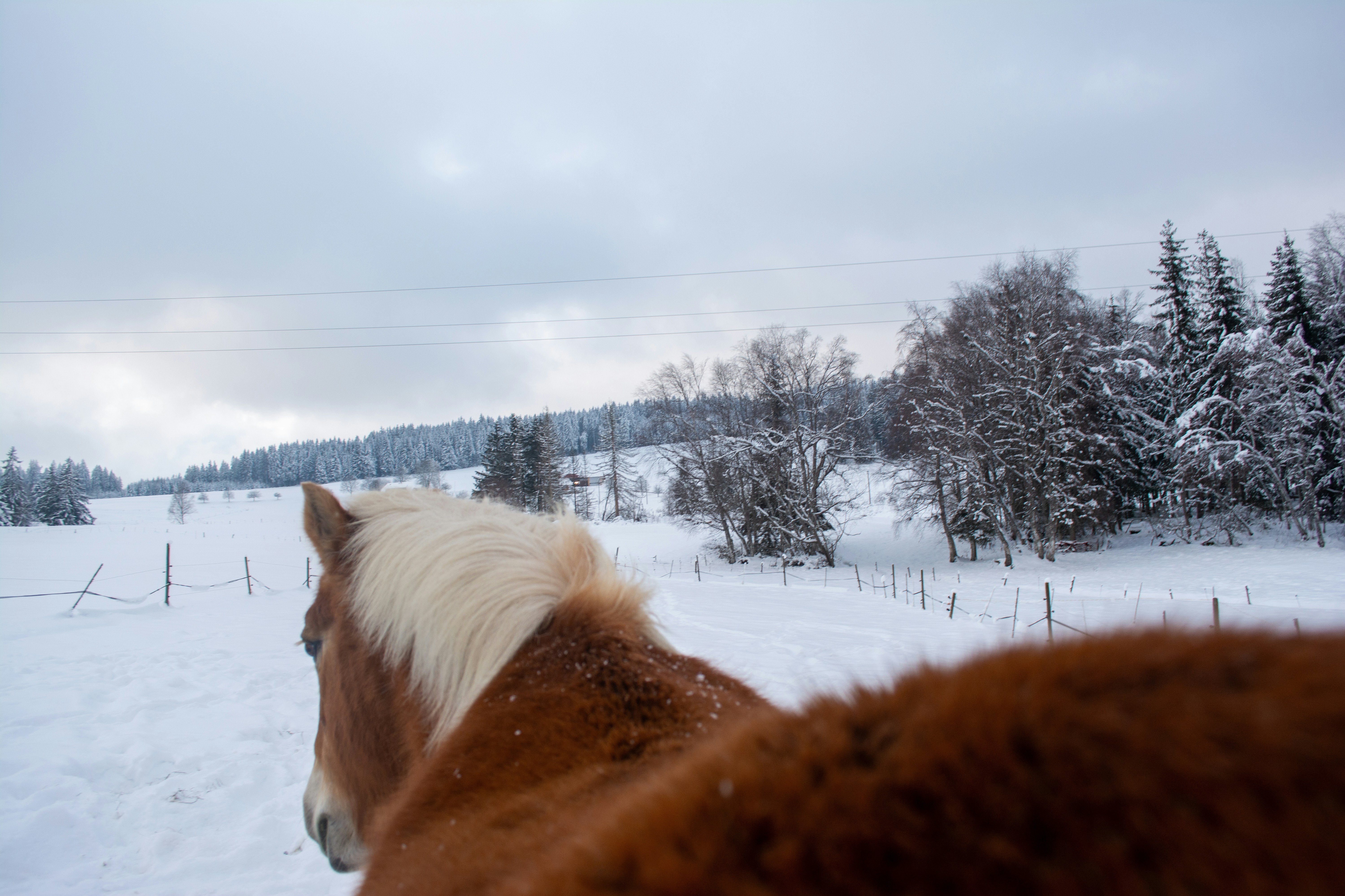 Amber against white—fur and frost in contrast. The horse’s gaze leads the viewer into a landscape painted in silence and breath. 🖋️