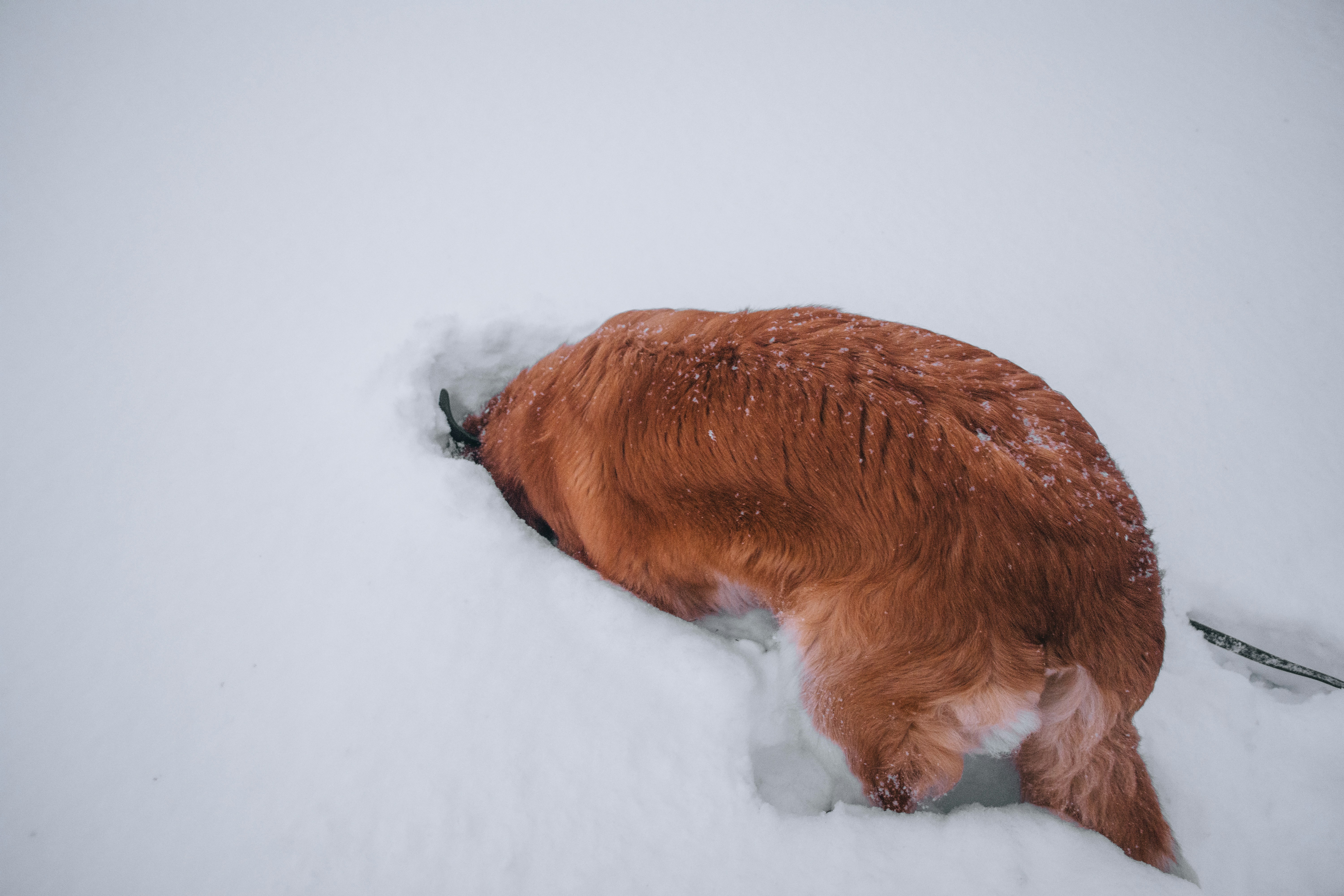Sometimes, you have to dive all in to find what you’re looking for—just like this brave little explorer in the snow. 🐾