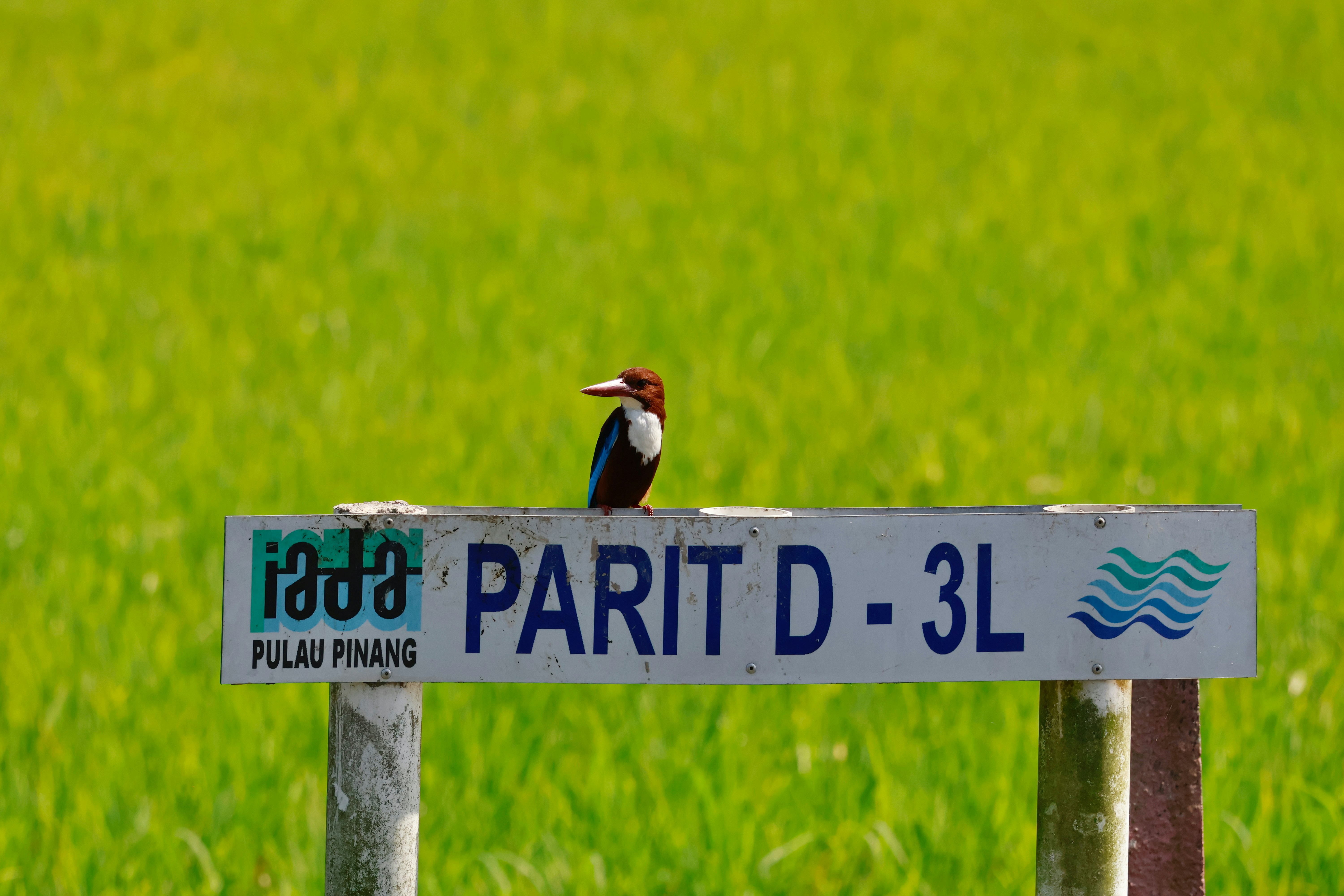 Seekor kingfisher bertengger di tiang rambu di ladang.