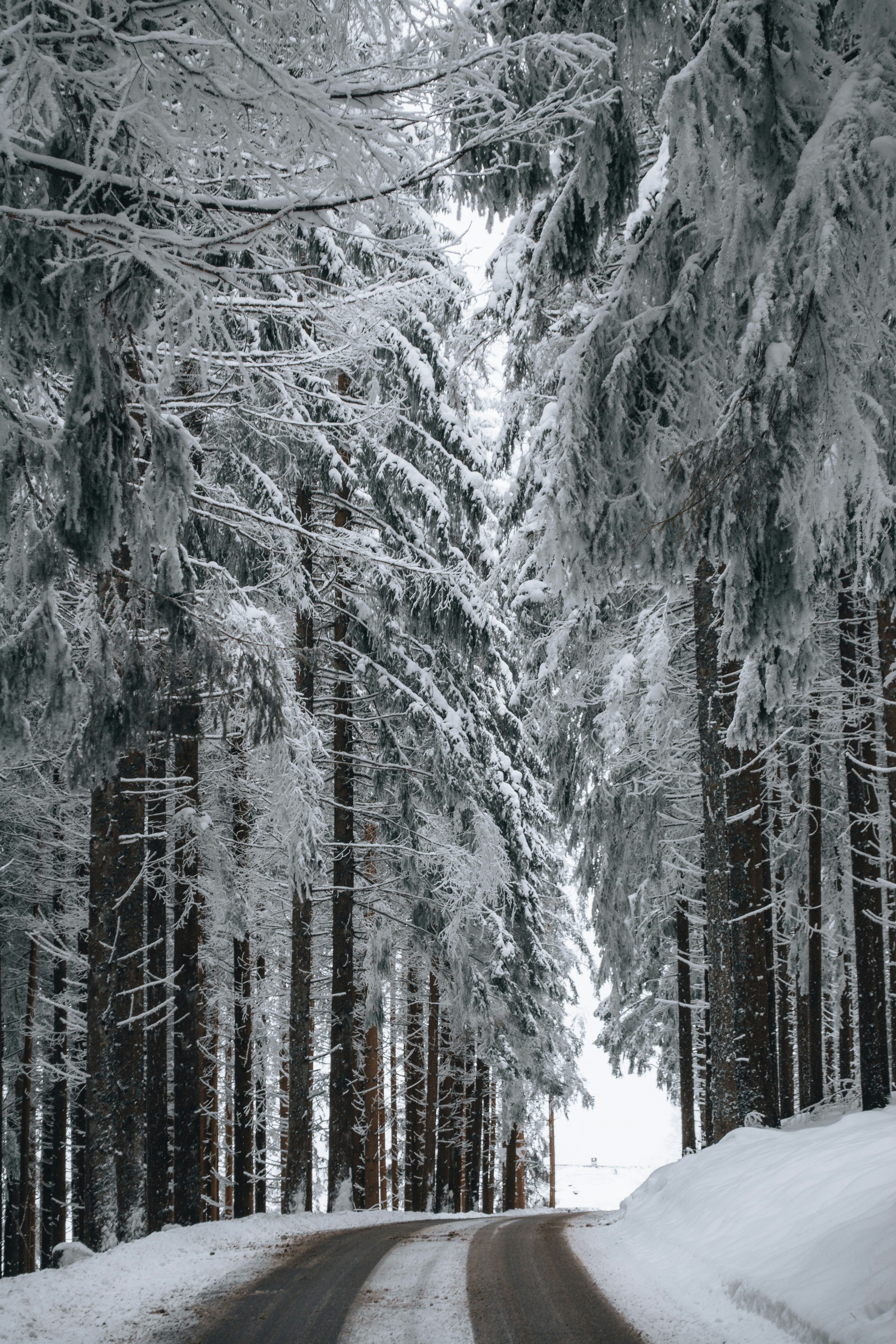 Step into a fairytale winter escape—where towering pines line a quiet snow-covered road under a canopy of frost. The scene whispers serenity and wanderlust for those chasing peaceful adventure. ❄️