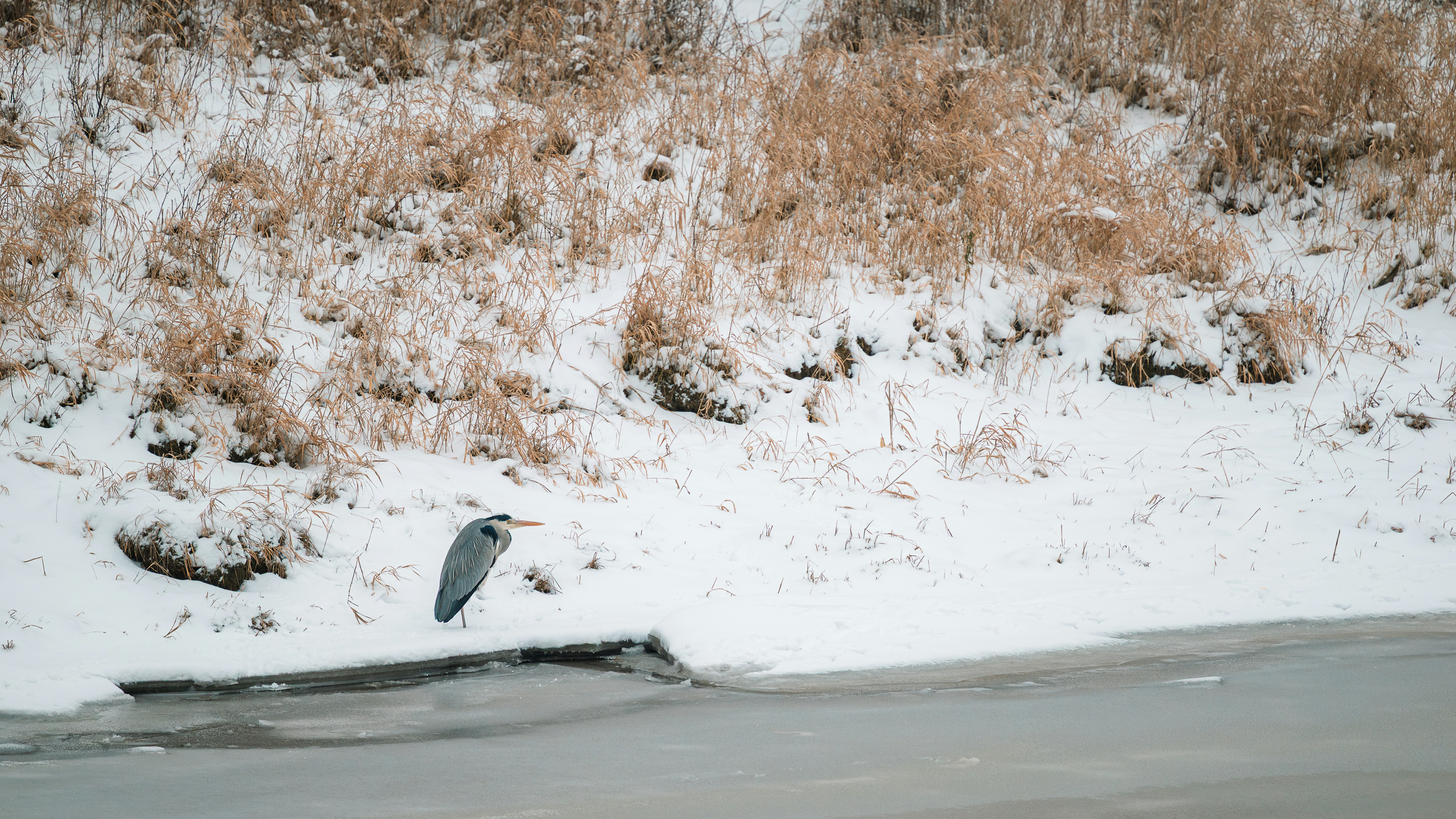Un airone si trova accanto a un specchio d'acqua ghiacciato.