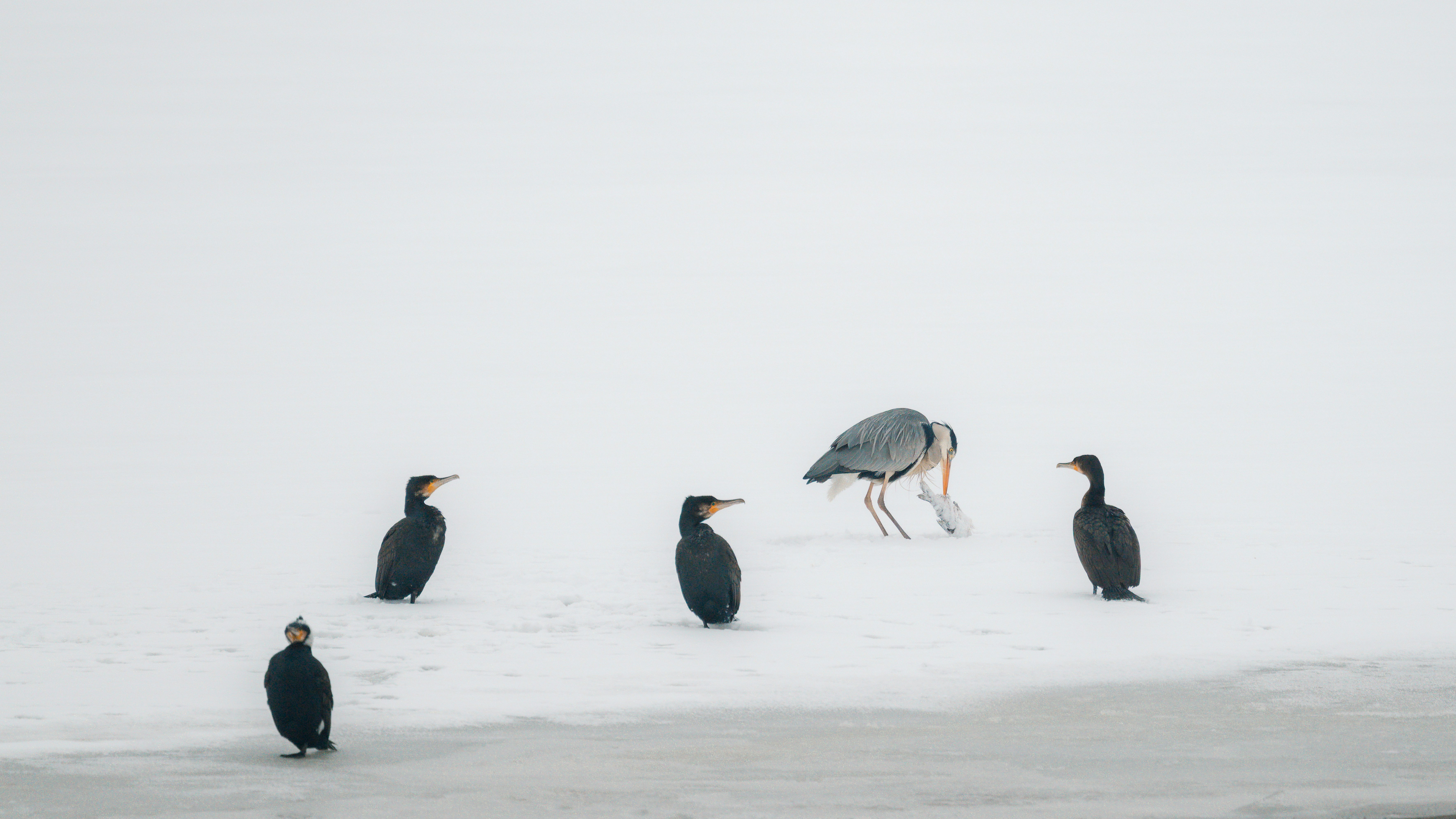 Quattro cormorani e un airone stanno sulla neve.