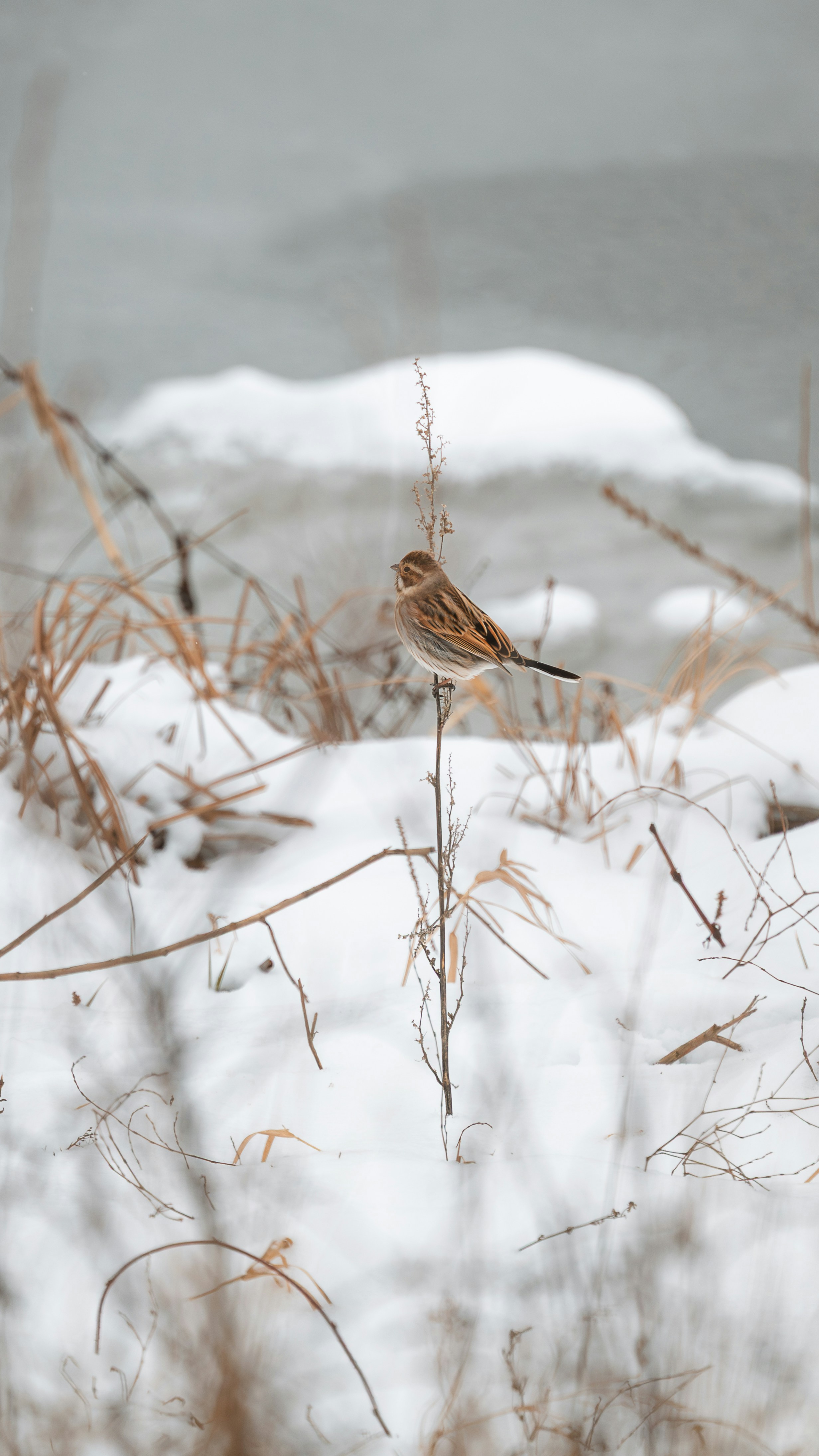 Un piccolo uccello appollaiata su un ramo secco in inverno