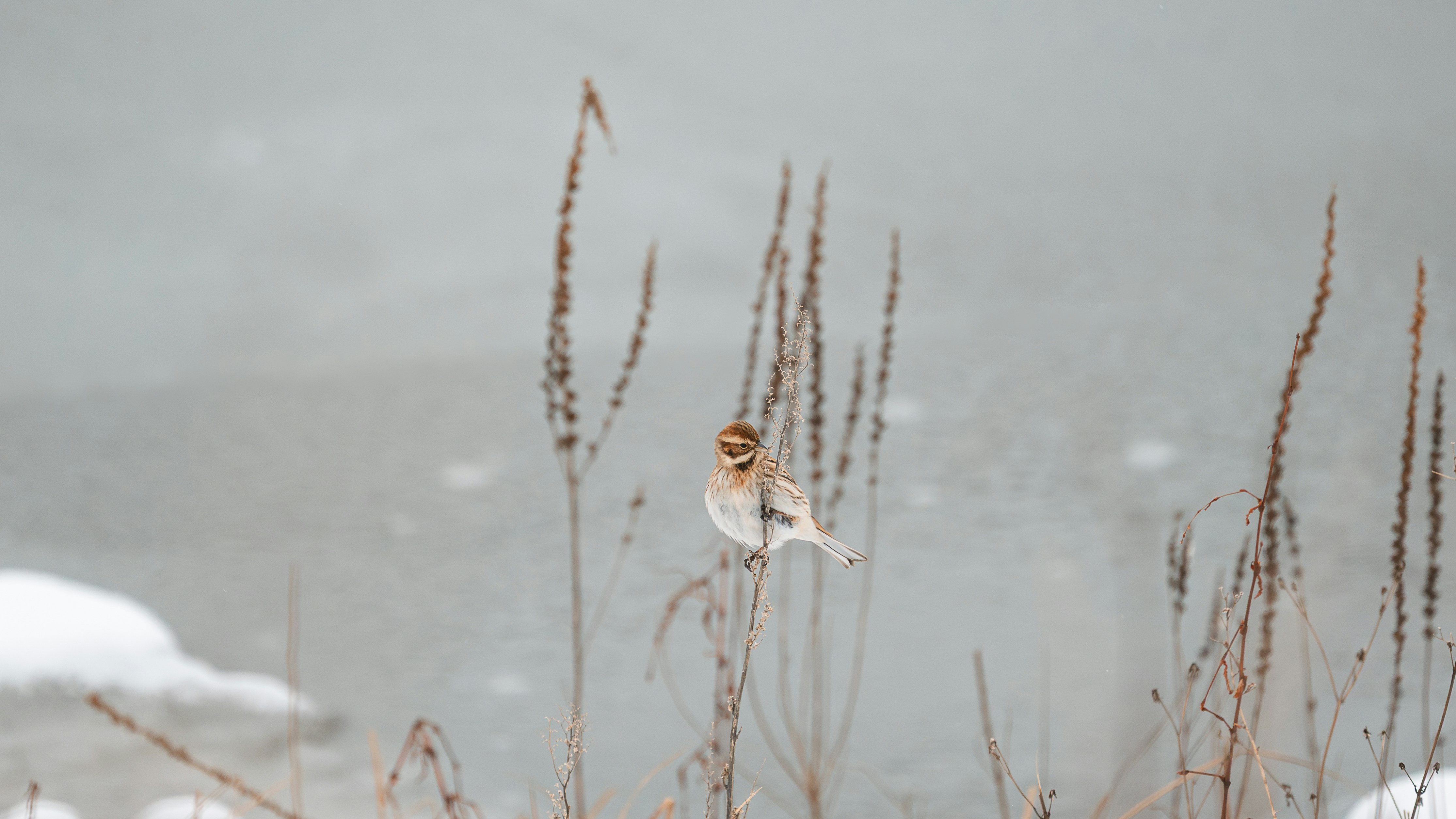 Un piccolo uccello si posa su un gambo secco in inverno.
