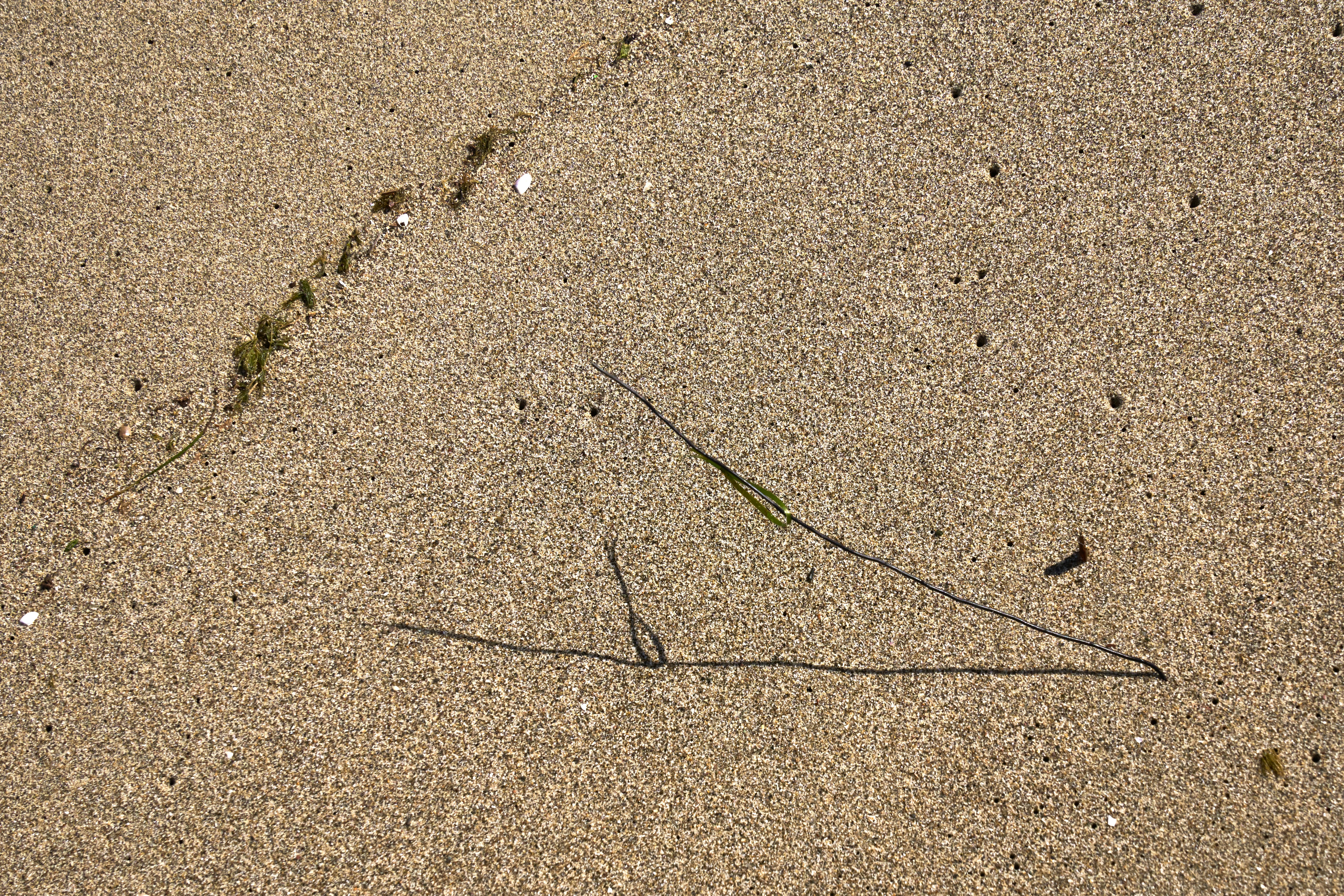 Photo by wolfgang_hasselmann