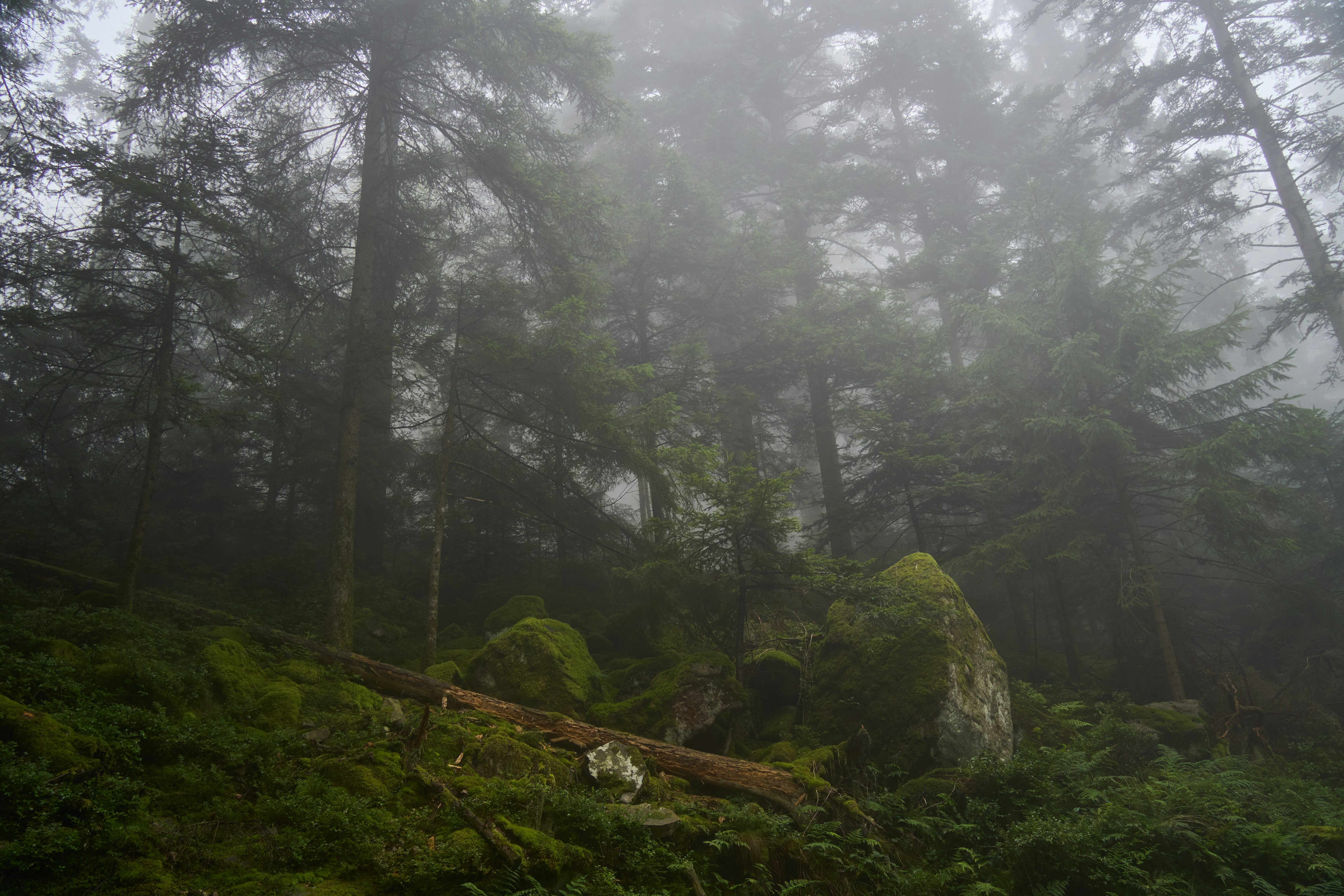 Photo by wolfgang_hasselmann