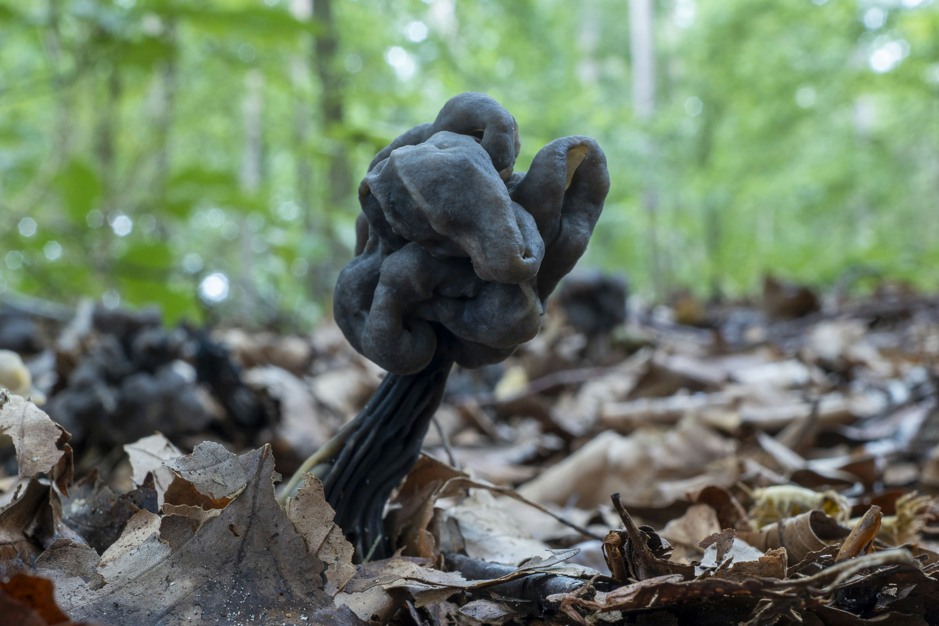 A dark, gnarled mushroom sprouts from forest floor.