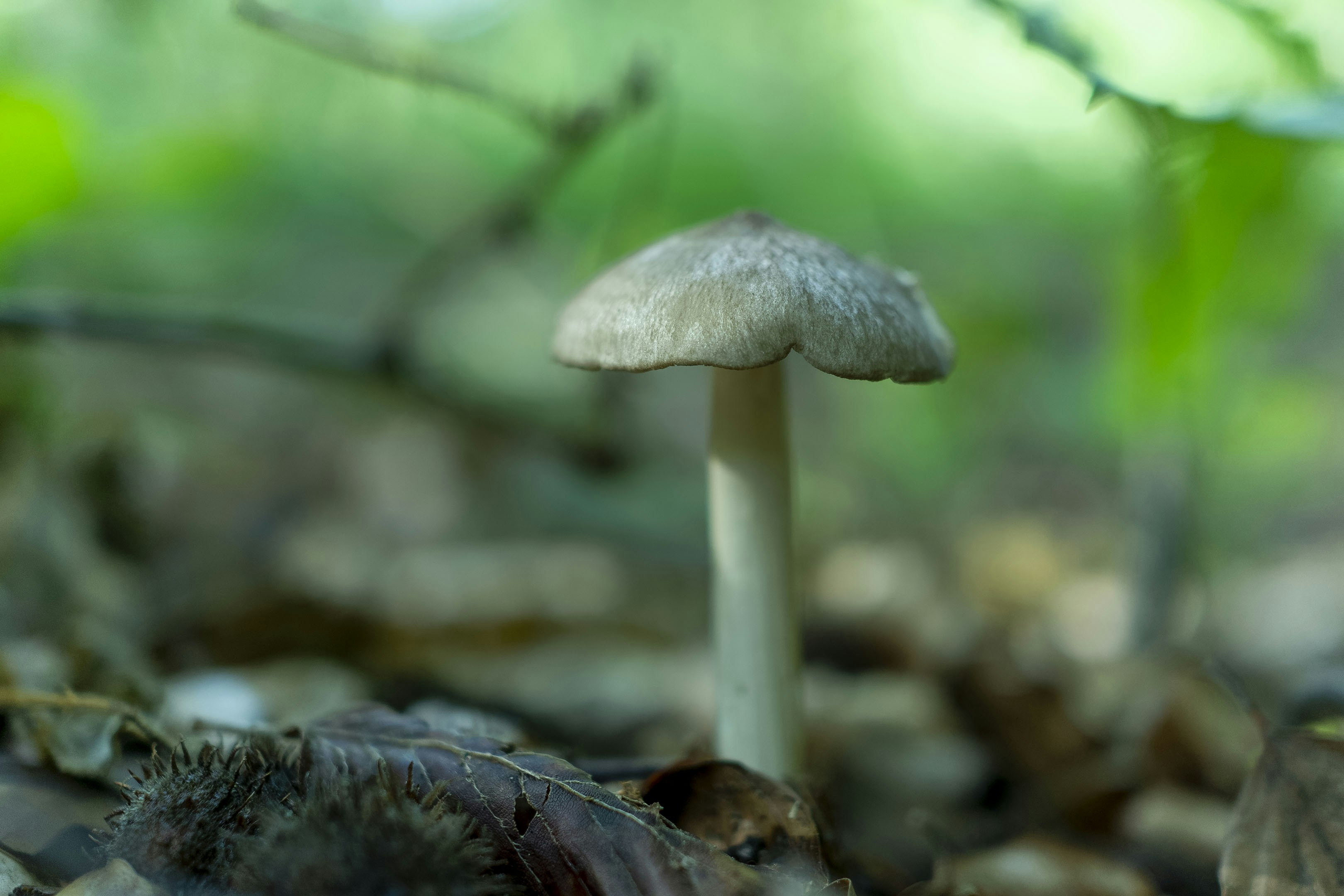 A single mushroom grows in a forest floor.