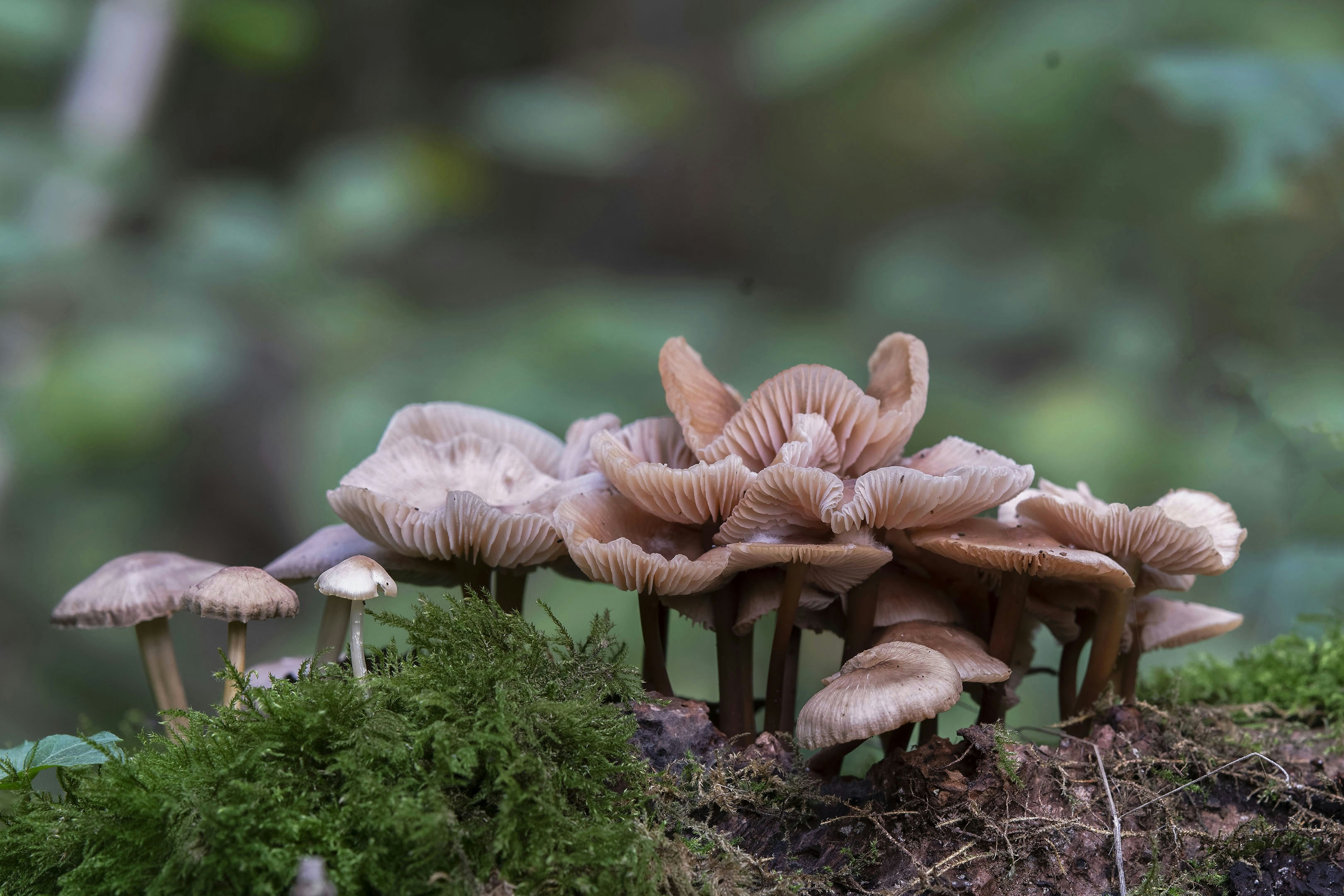 A cluster of brown mushrooms growing on mossy wood.