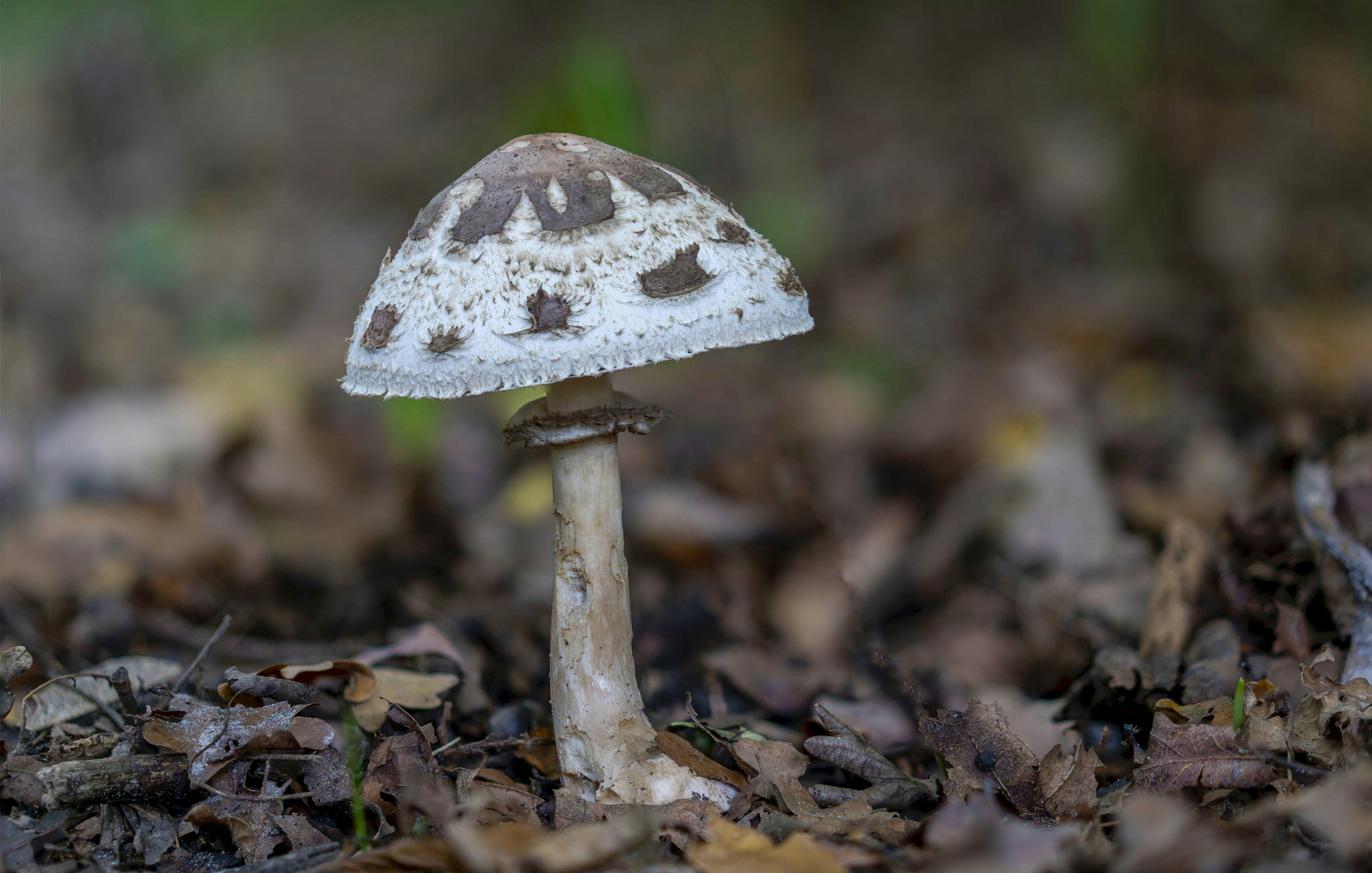 A single mushroom with a spotted cap in a forest.