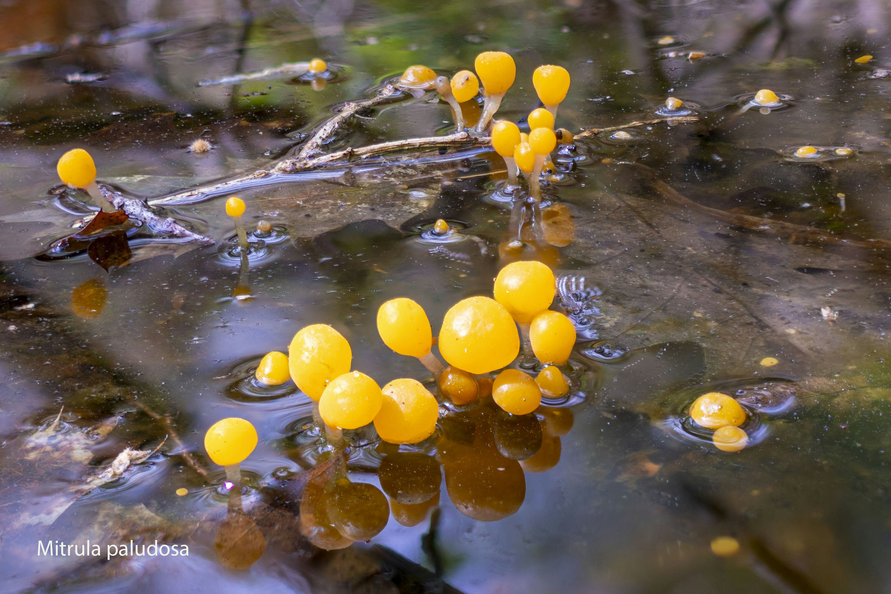 Small yellow mushrooms growing on a wet surface.