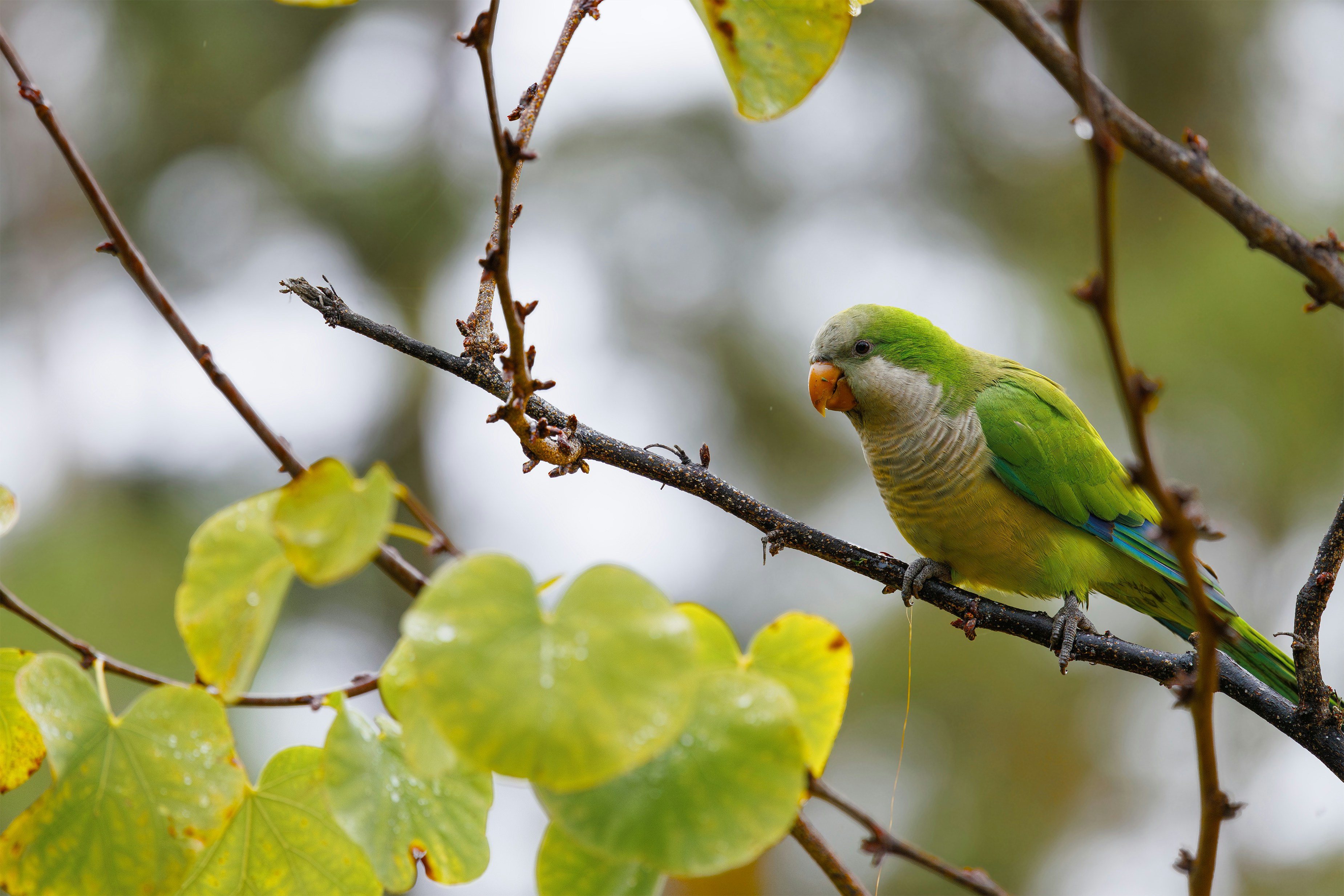 Photo by timothynblake