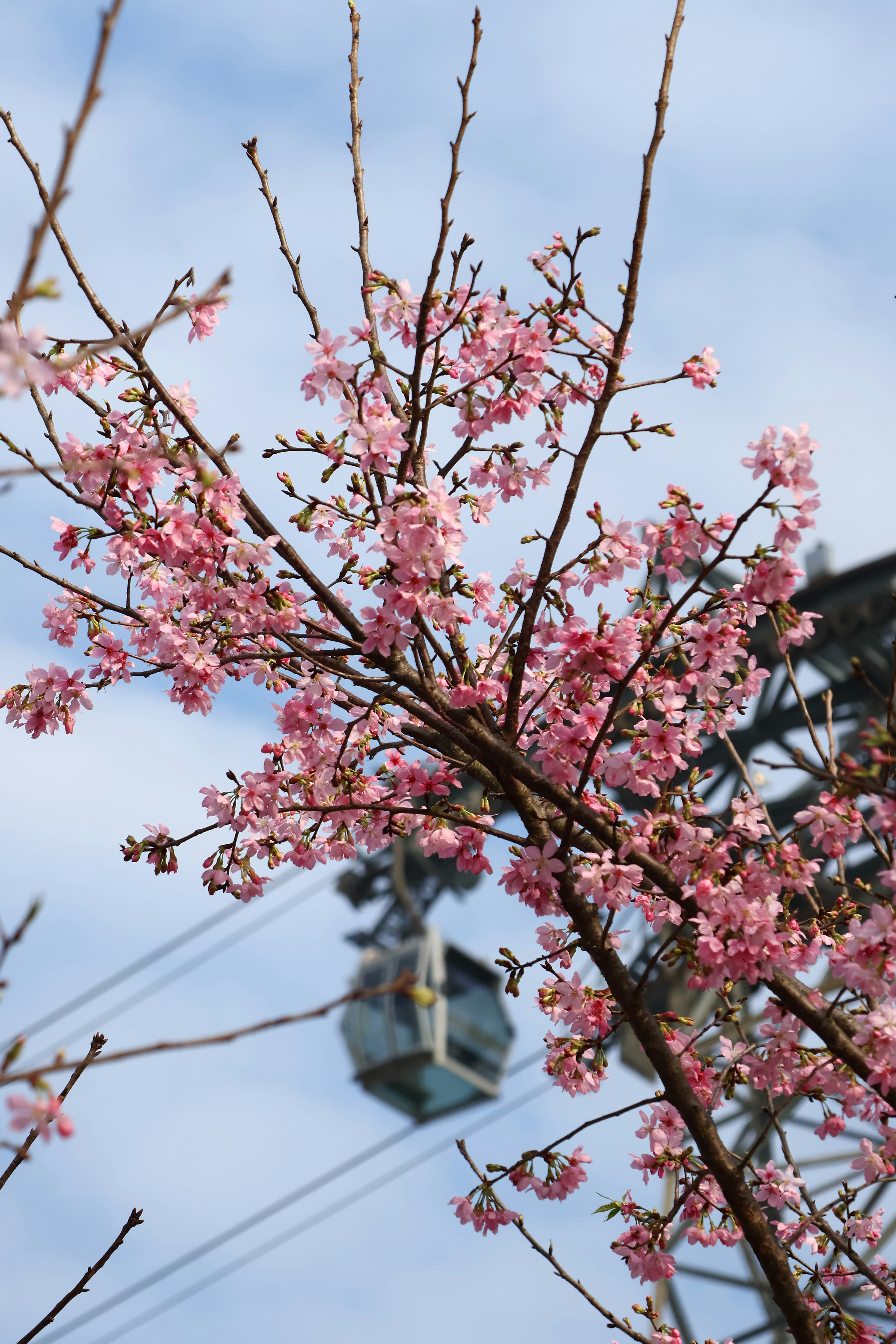 Pink cherry blossoms with a ferris wheel in the background.