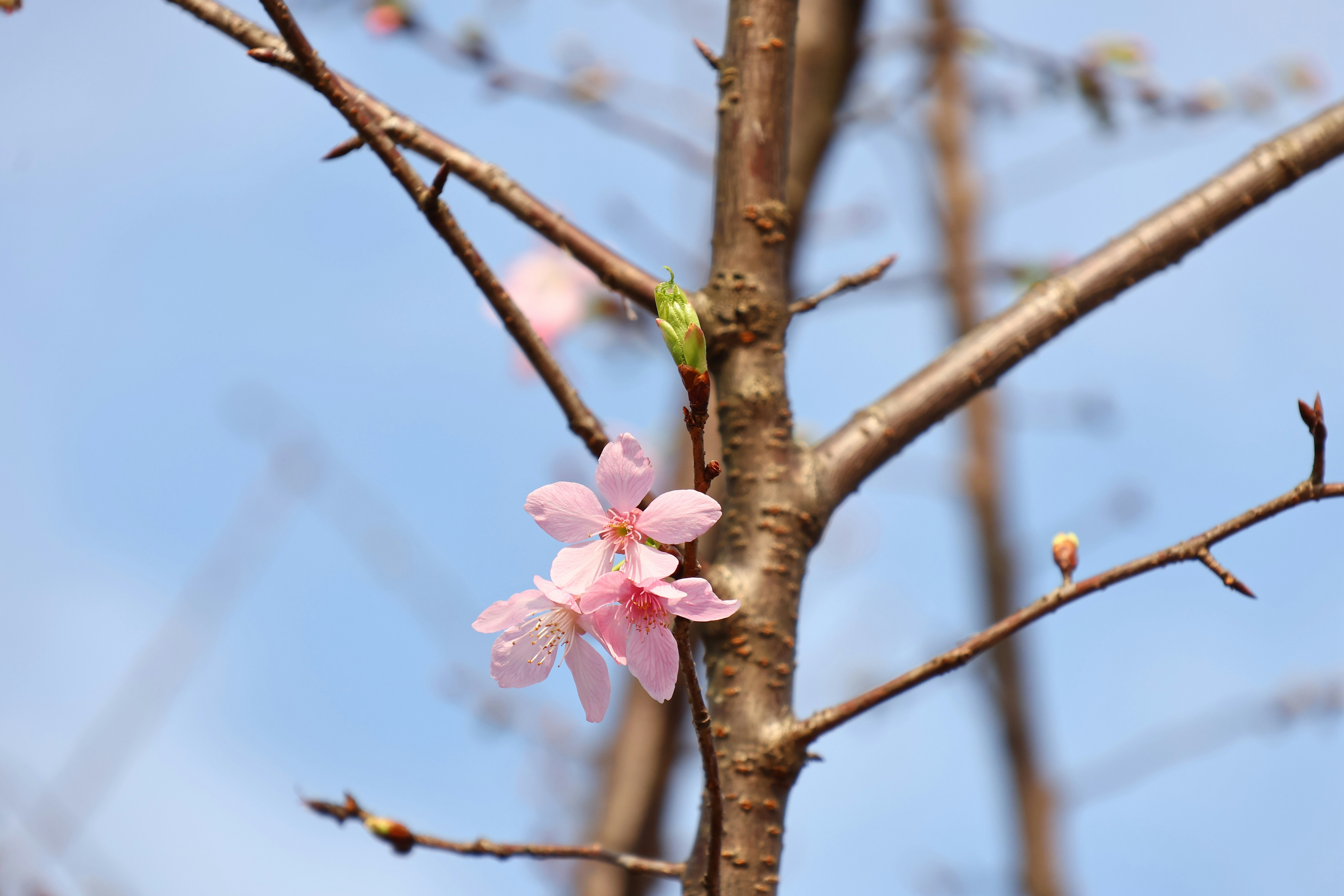 Delicate pink cherry blossoms on a tree branch.