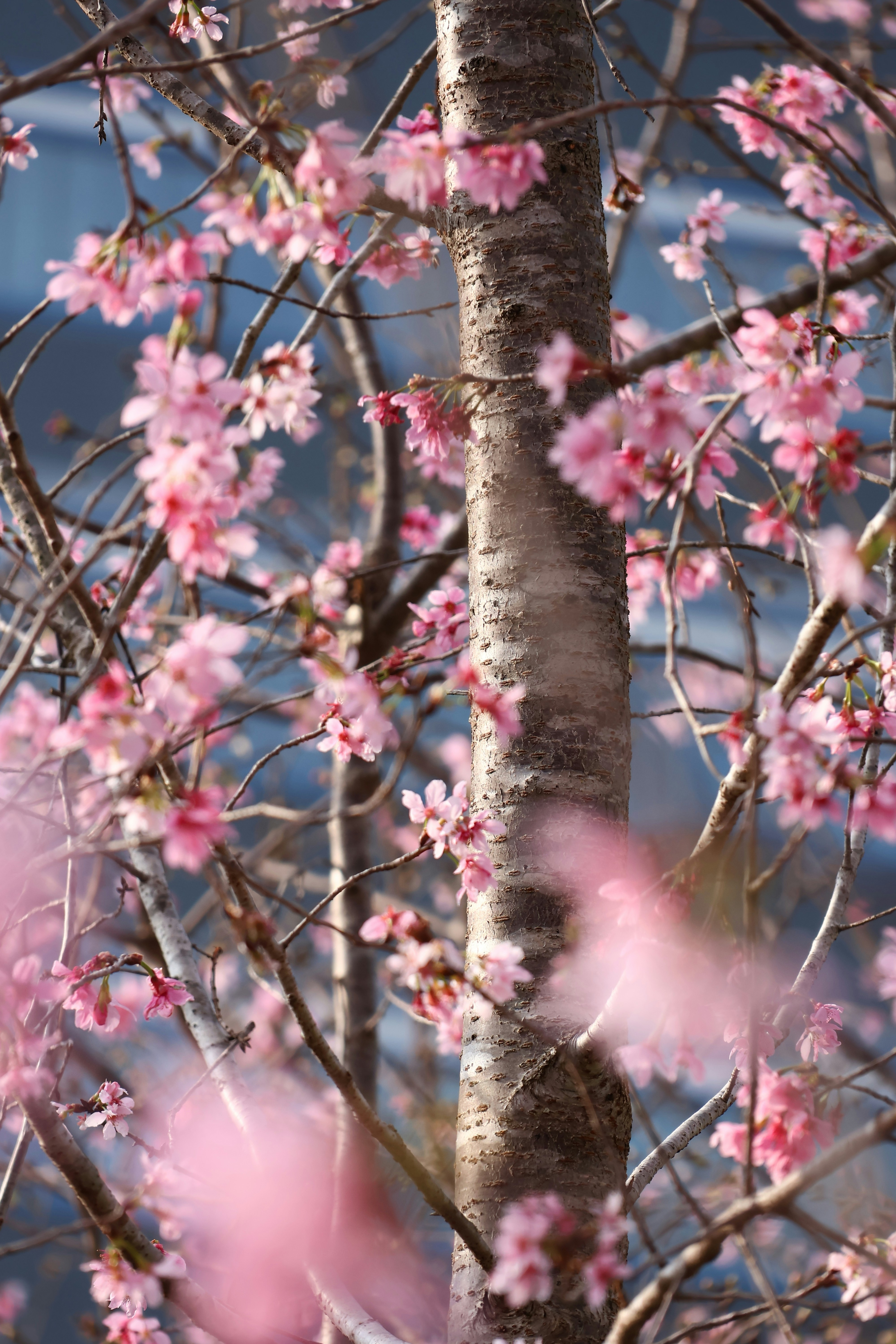 Pink cherry blossoms on a tree trunk