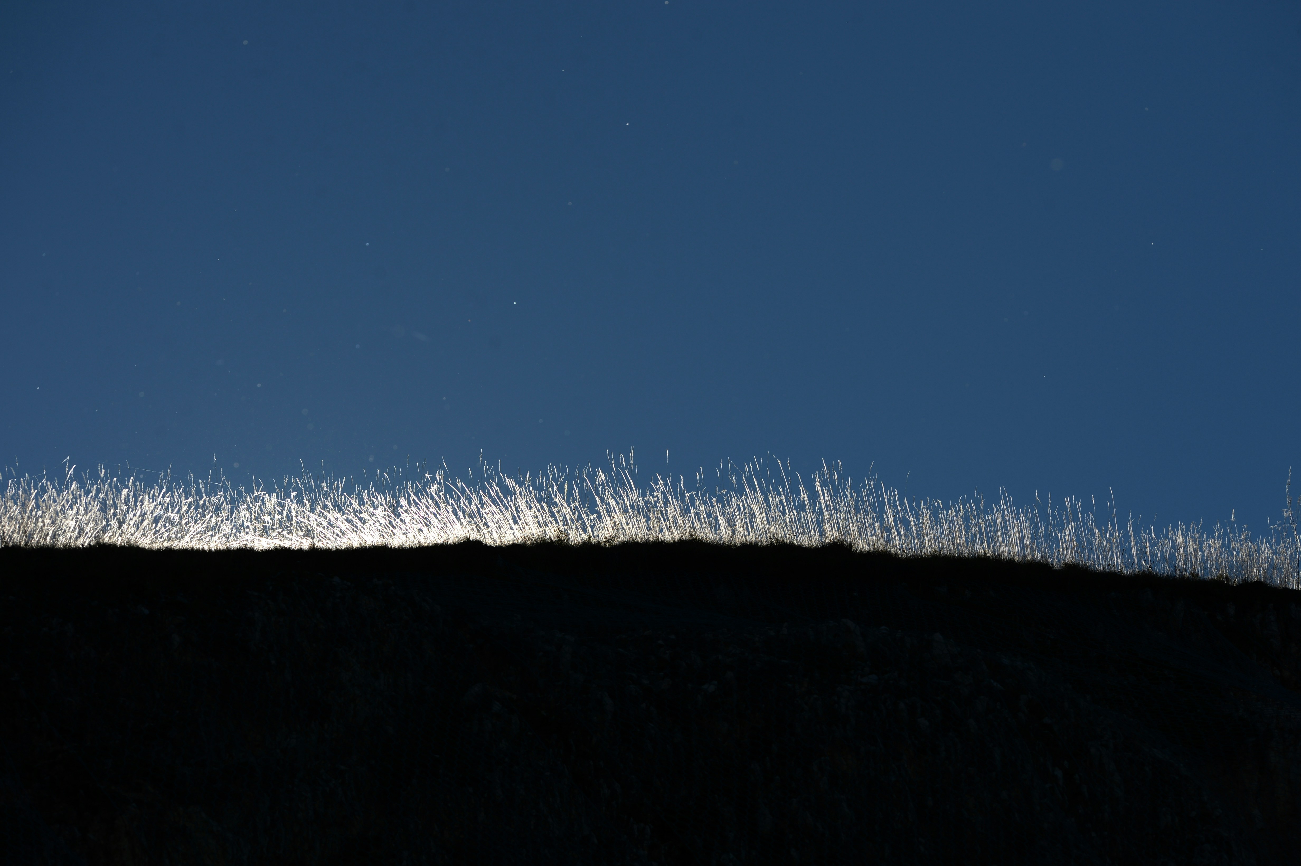 Tall grass illuminated by moonlight on a dark hill