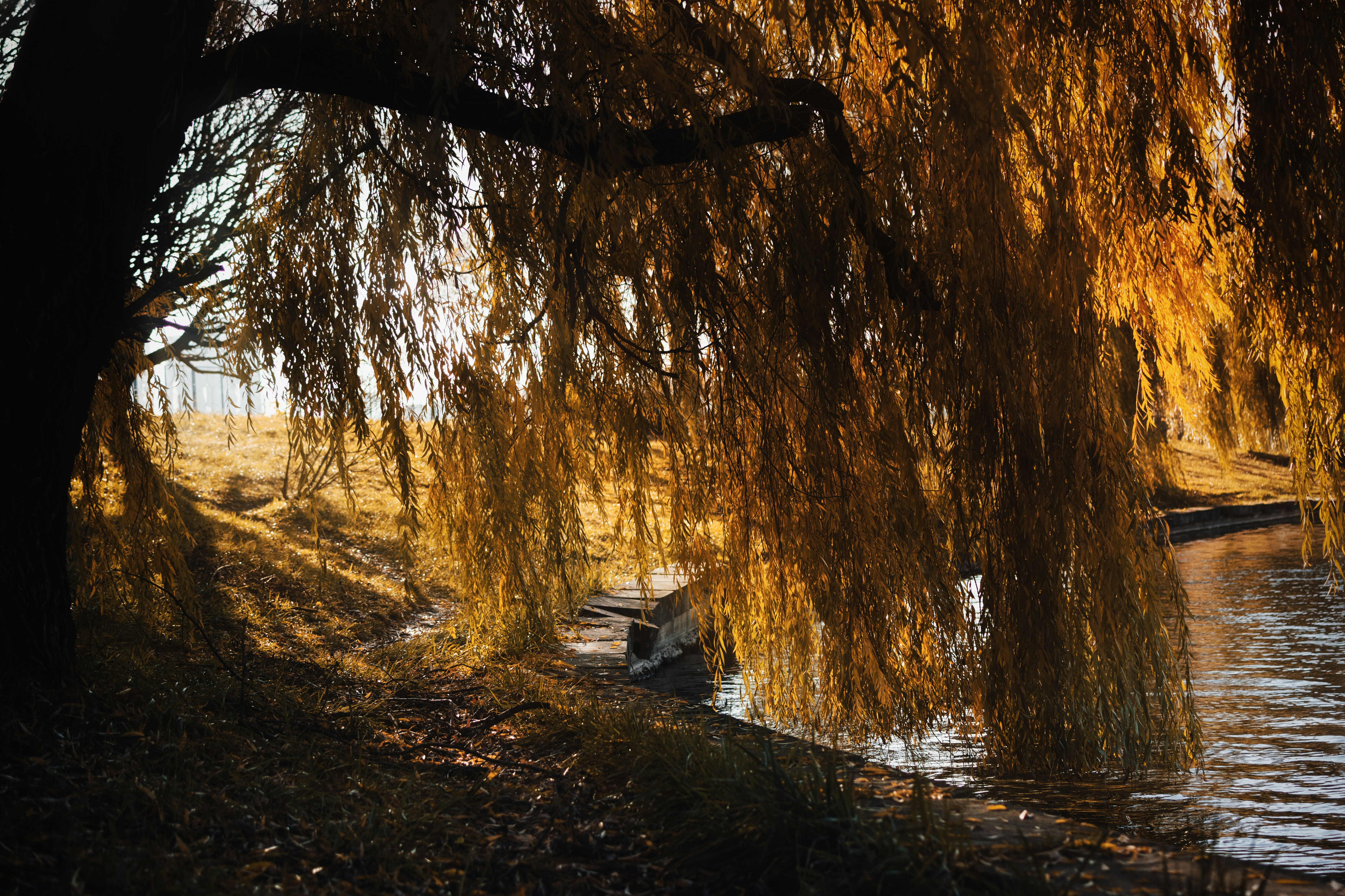 Golden willow branches hang over rippling water at sunset.
