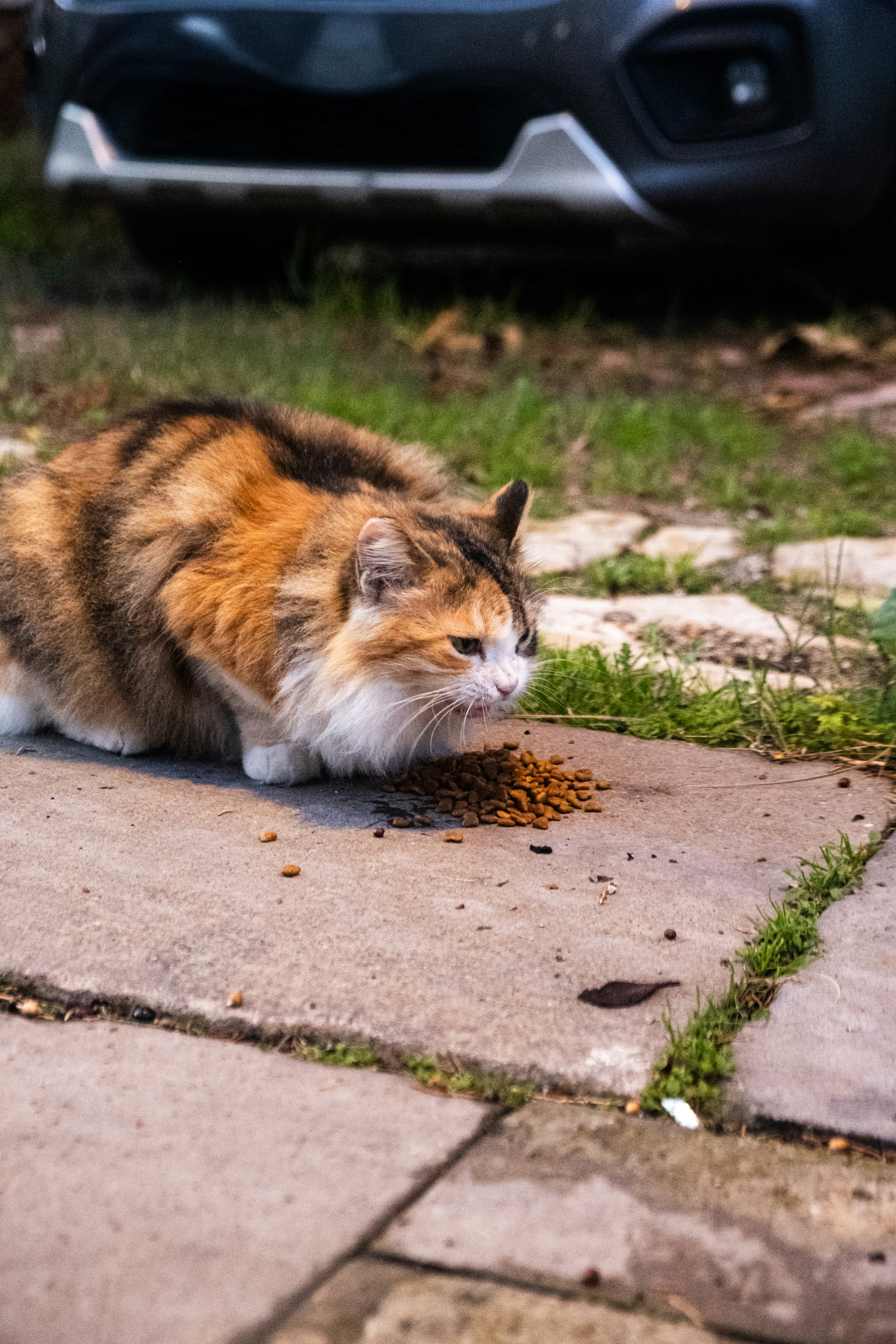 Un chat duveteux mangeant des croquettes sur un trottoir.