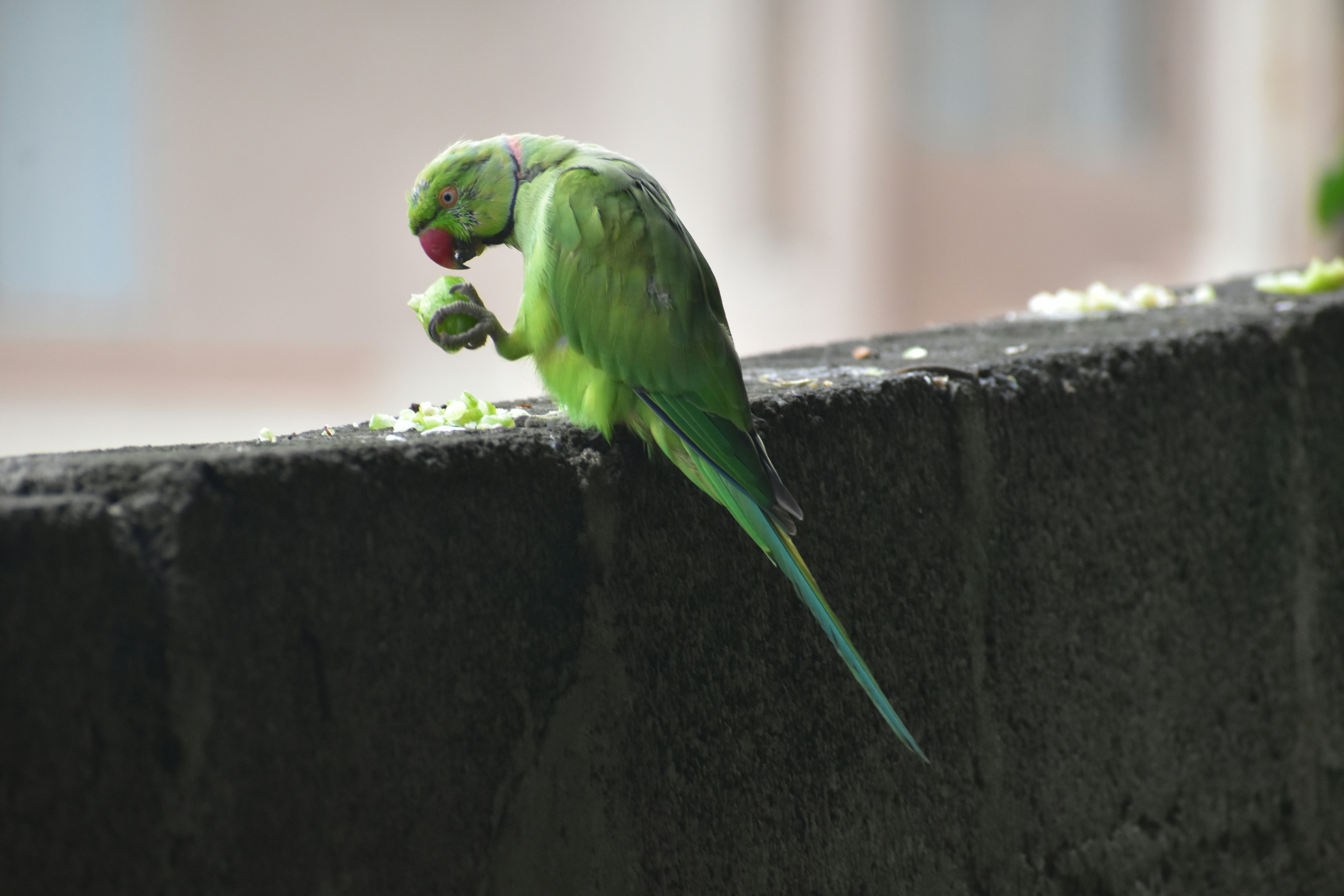 A green parrot eating food on a wall