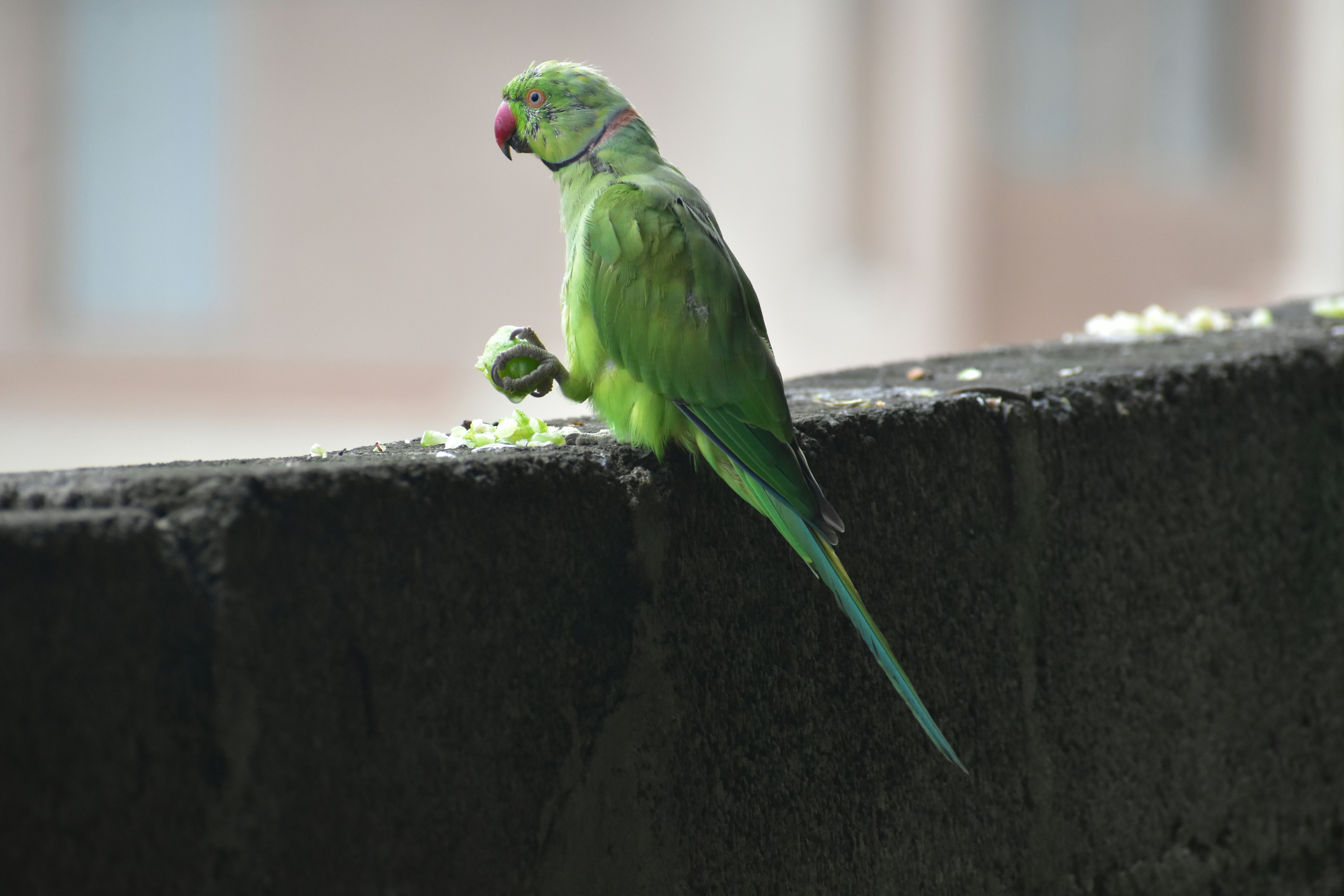 A green parrot perched on a wall eating food.