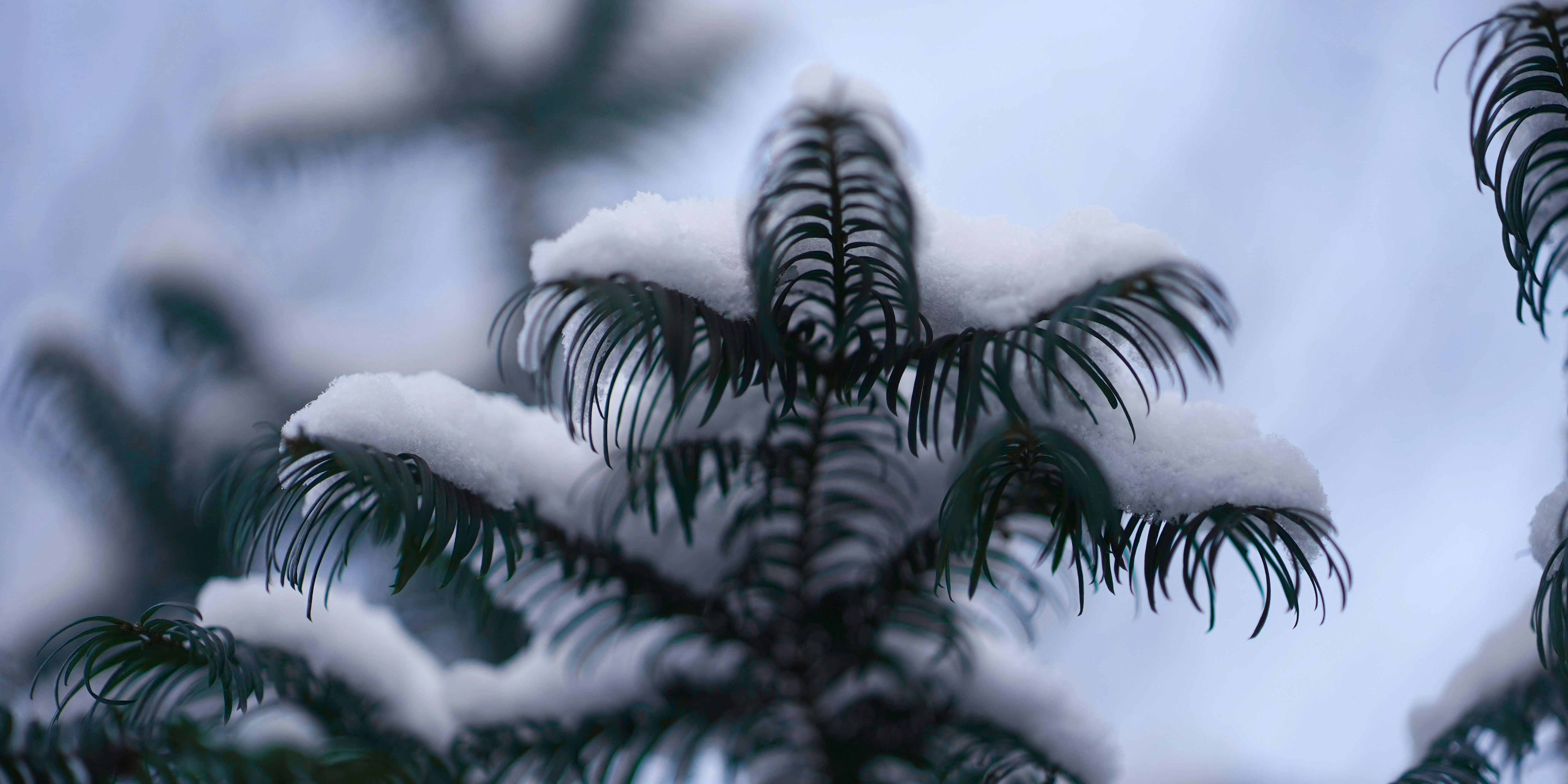 Close-up of snowy pine needles against a cloudy sky.