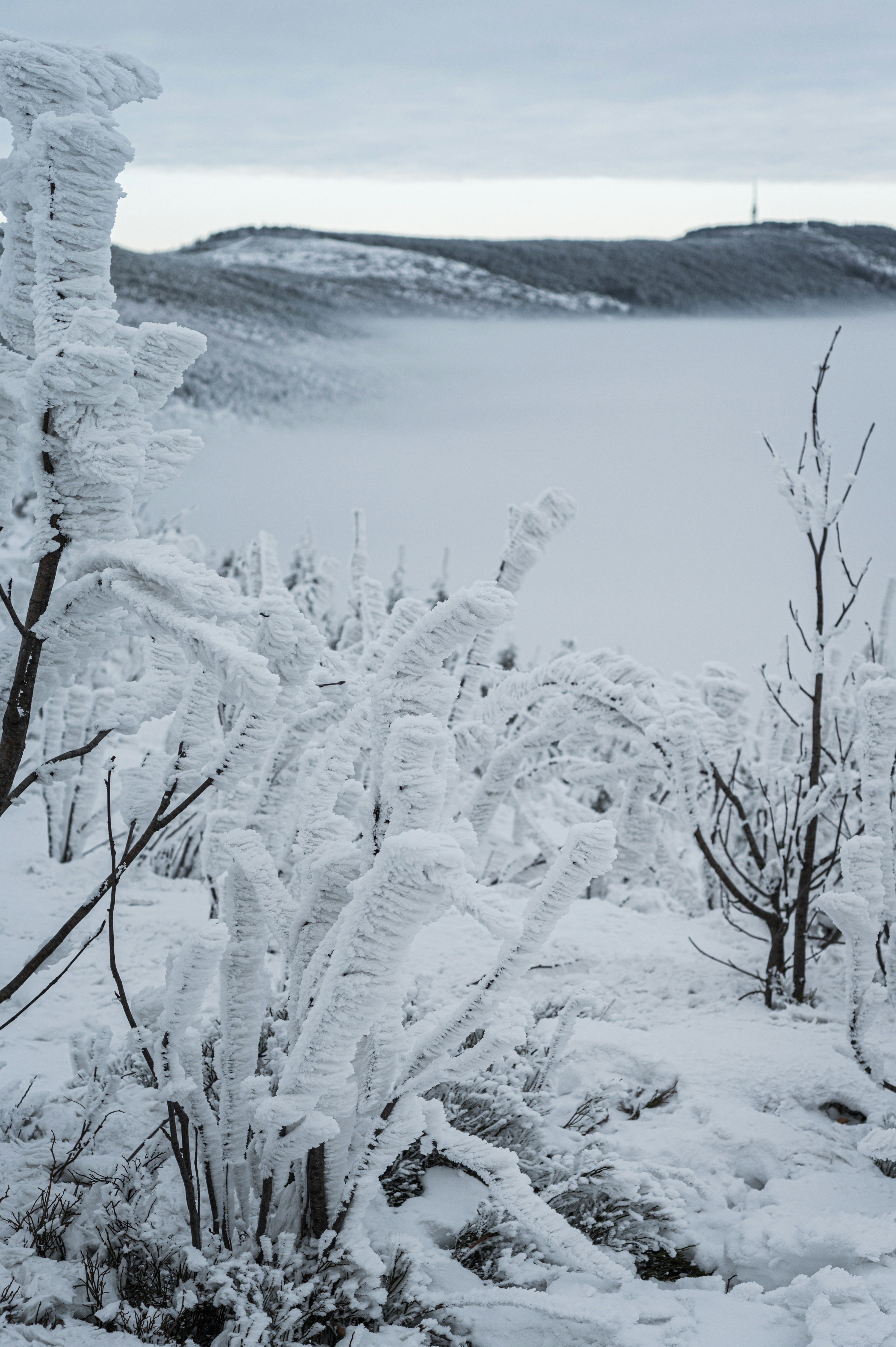 霧に包まれた山岳地帯に覆われた霜に覆われた枝